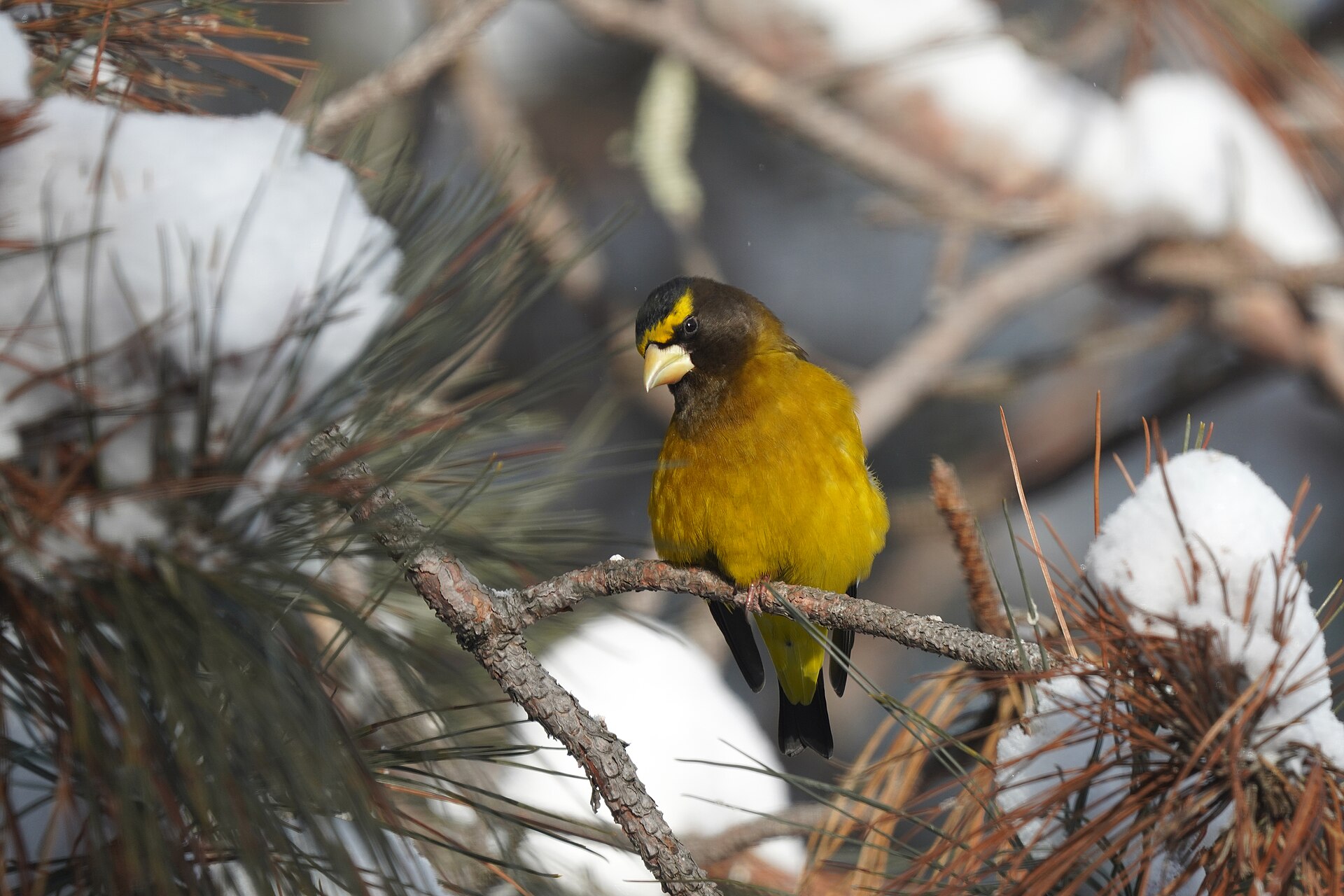 Evening Grosbeak