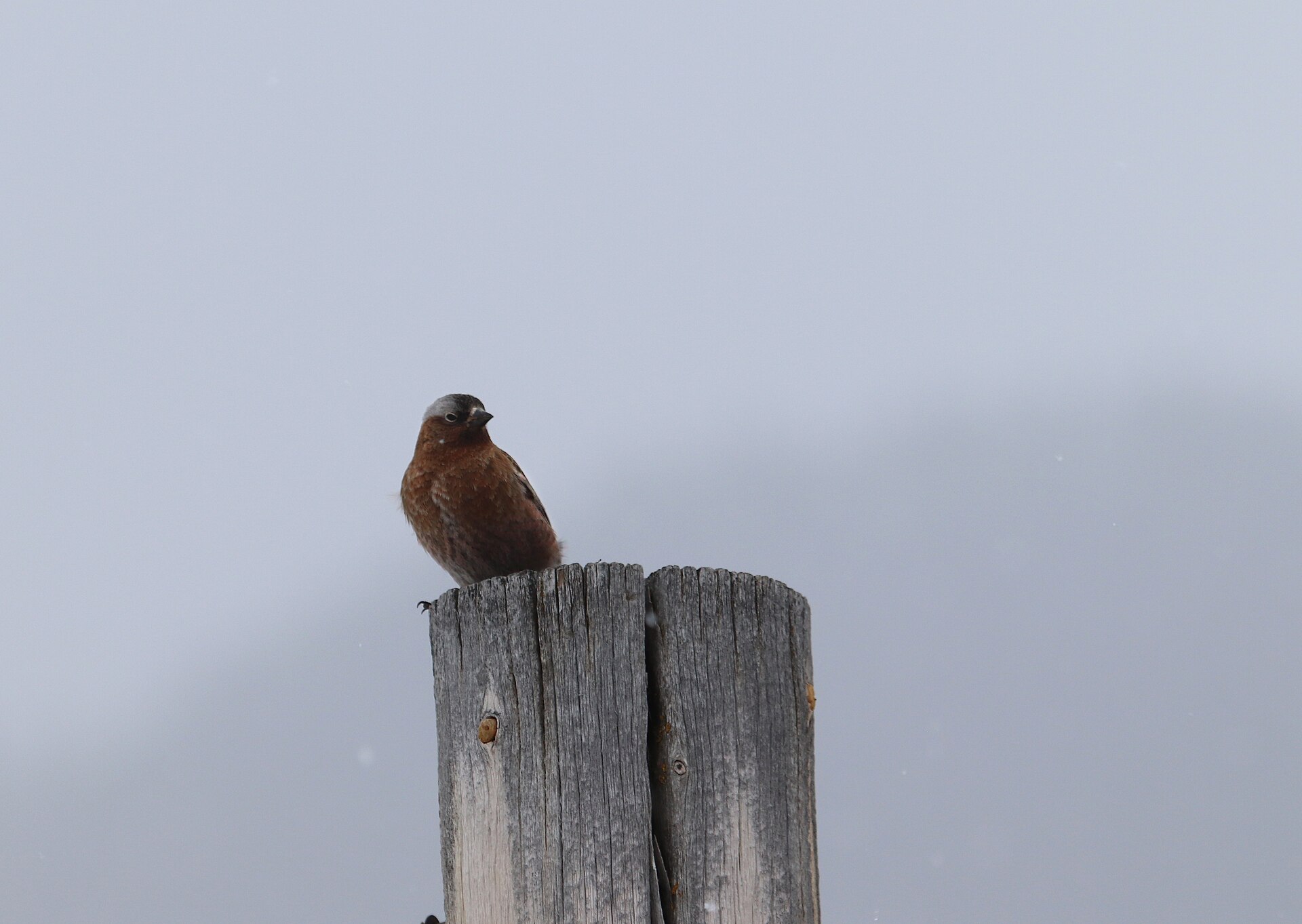 Gray-crowned Rosy-Finch