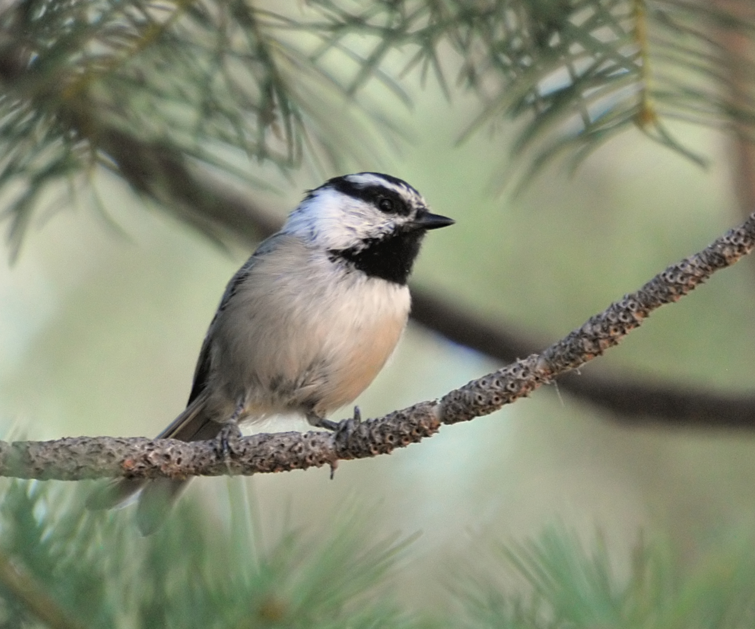 Mountain Chickadee