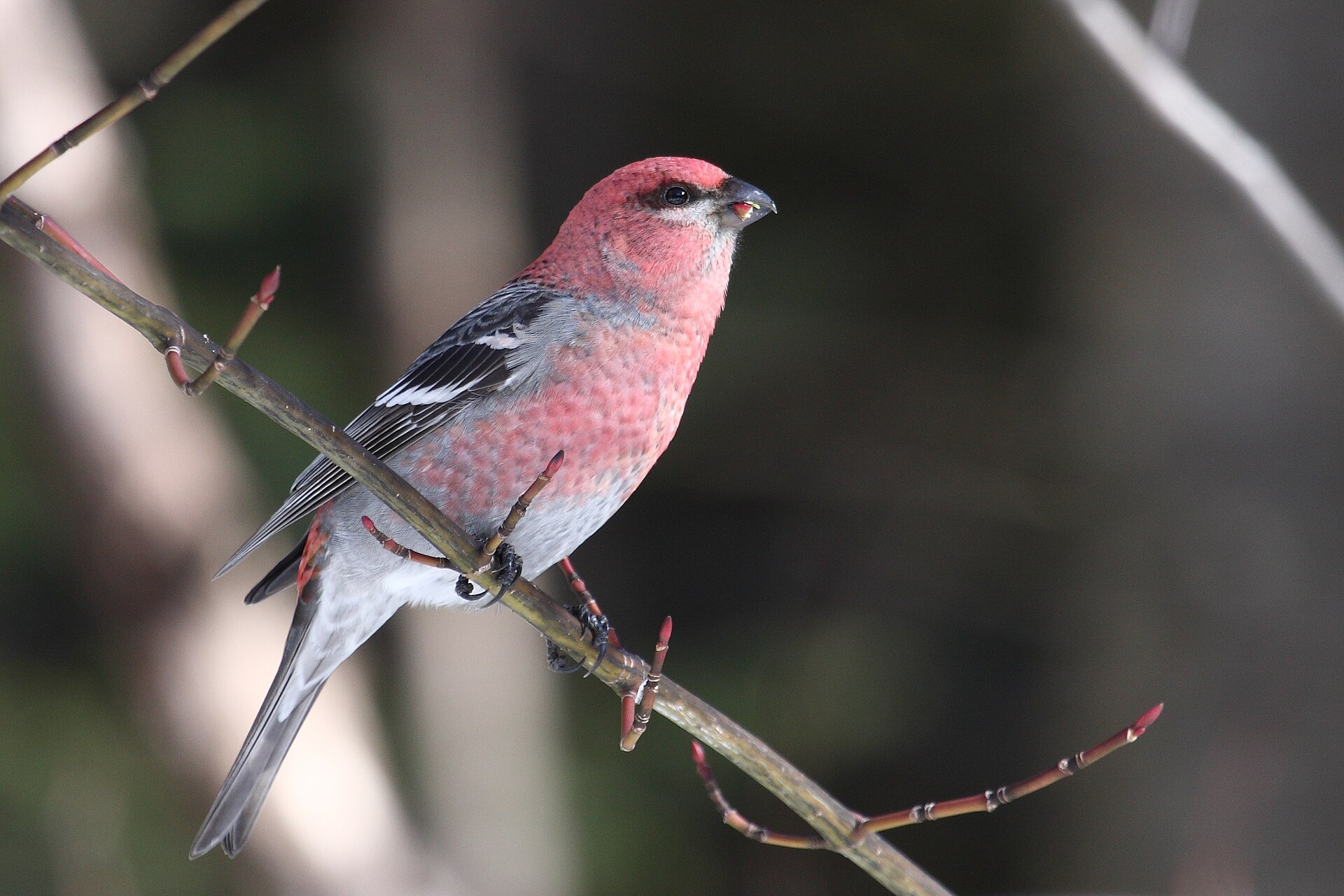 Pine Grosbeak