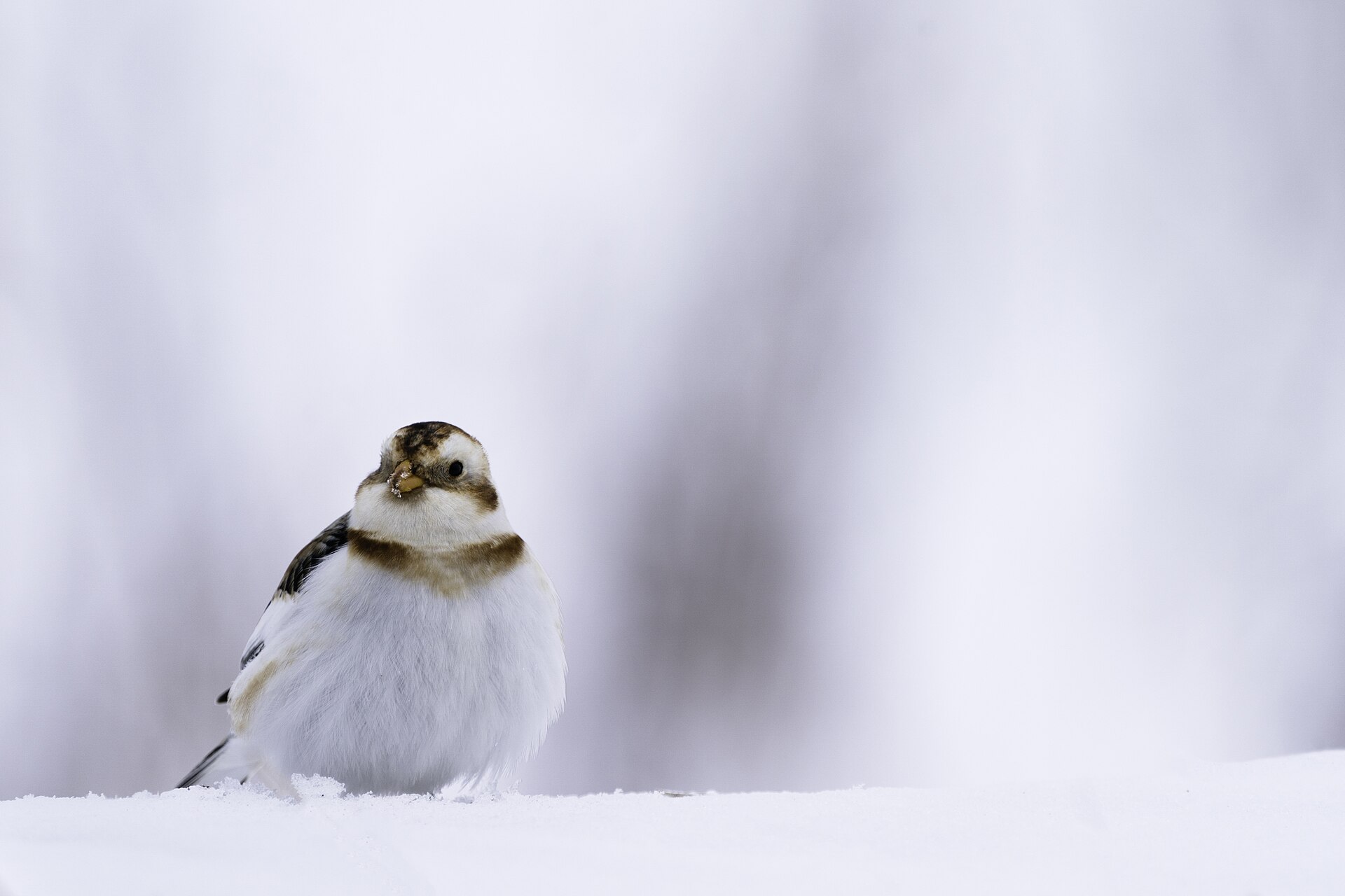 Snow Bunting