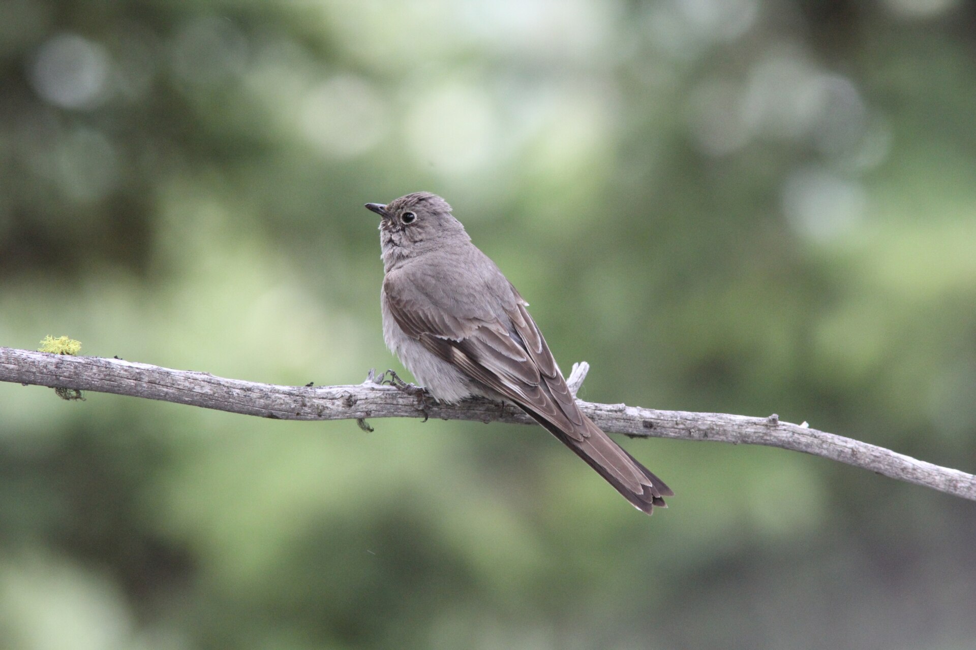 Townsend's Solitaire