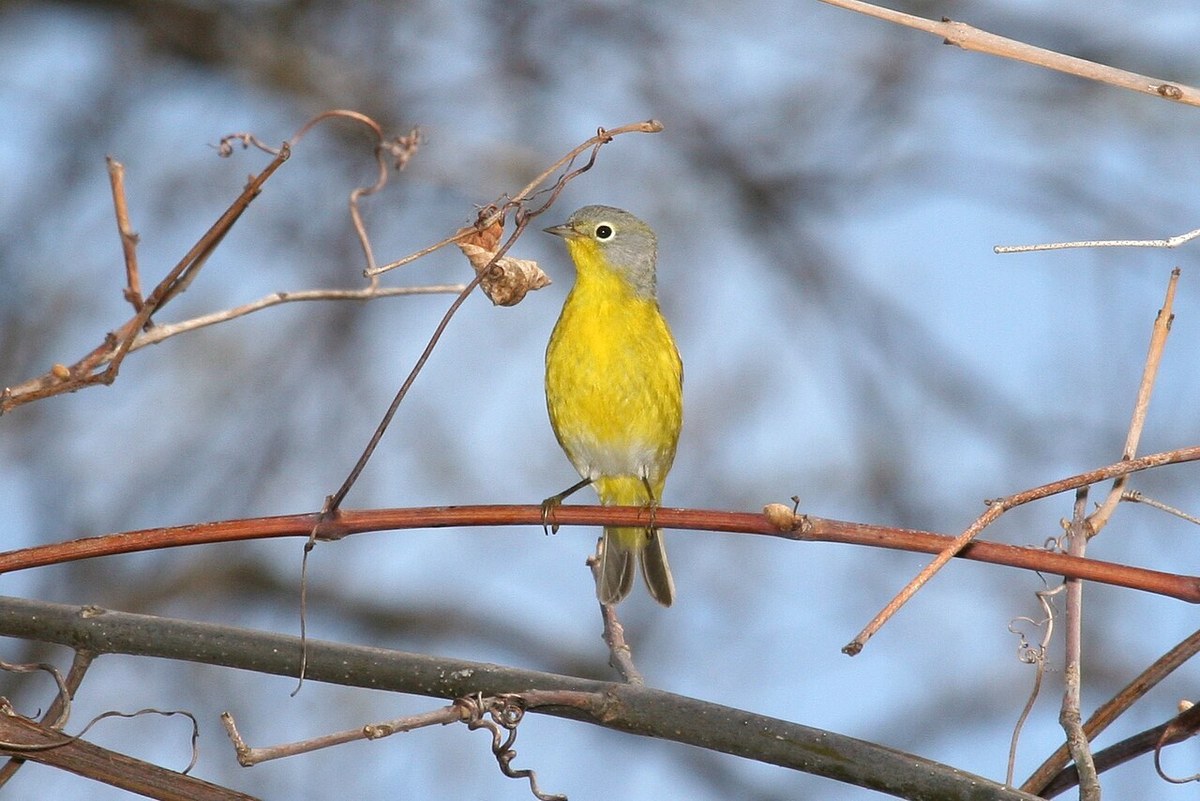 Nashville Warbler with blue-gray head and bright yellow underparts perched on a twig