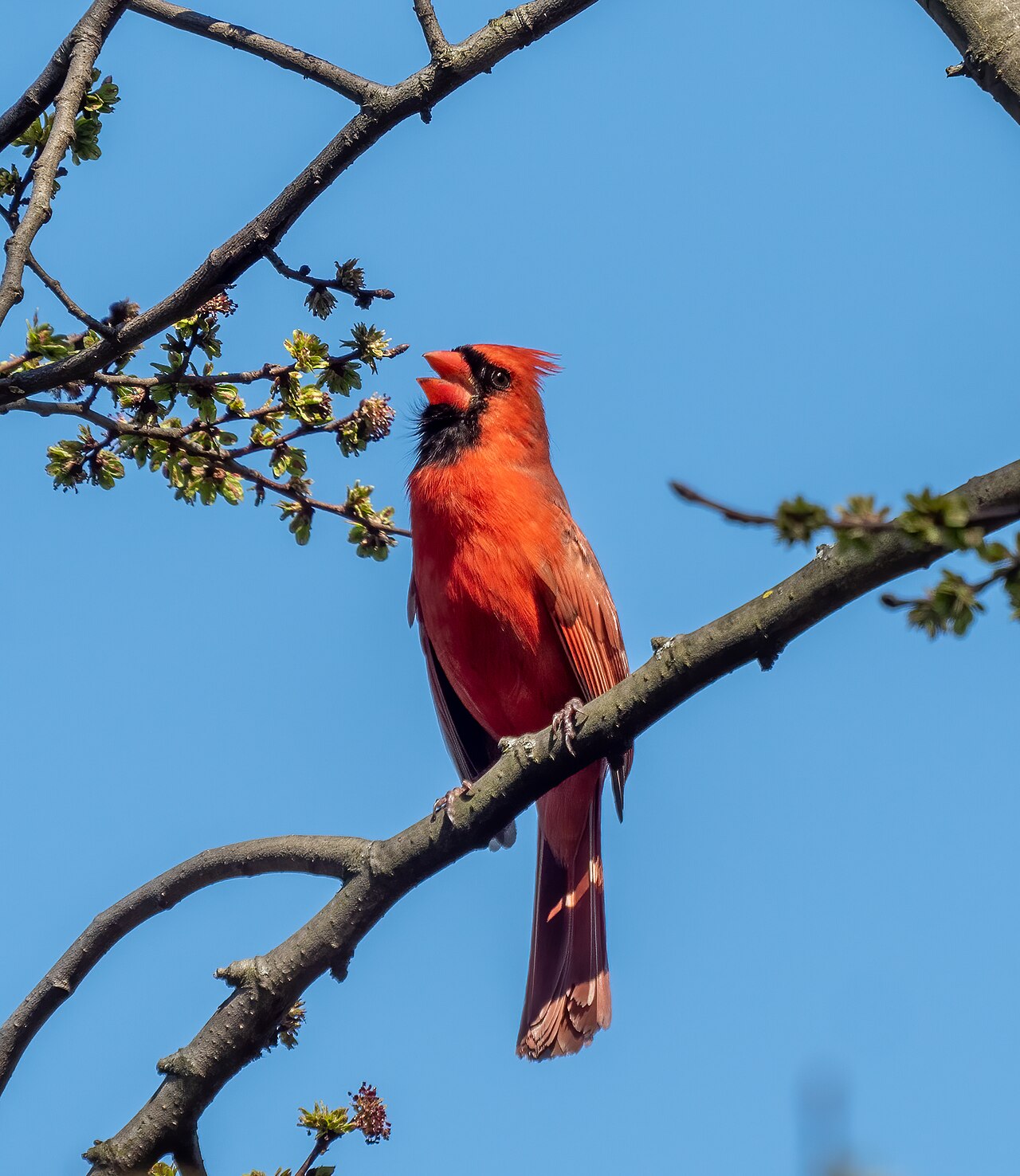 Male Northern Cardinal with red crest and black face singing with bill open from a branch against blue sky