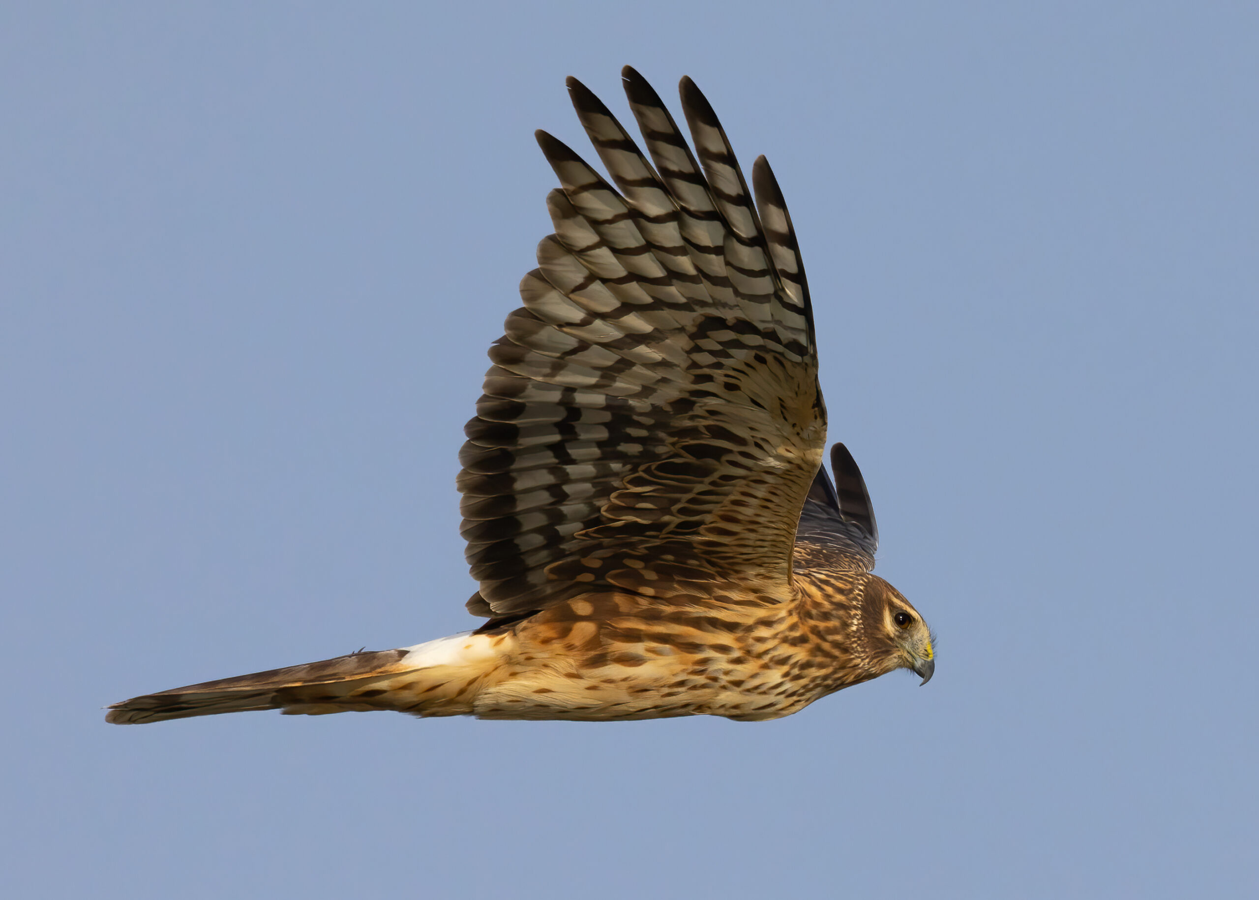 Northern Harrier in flight low over open marsh habitat
