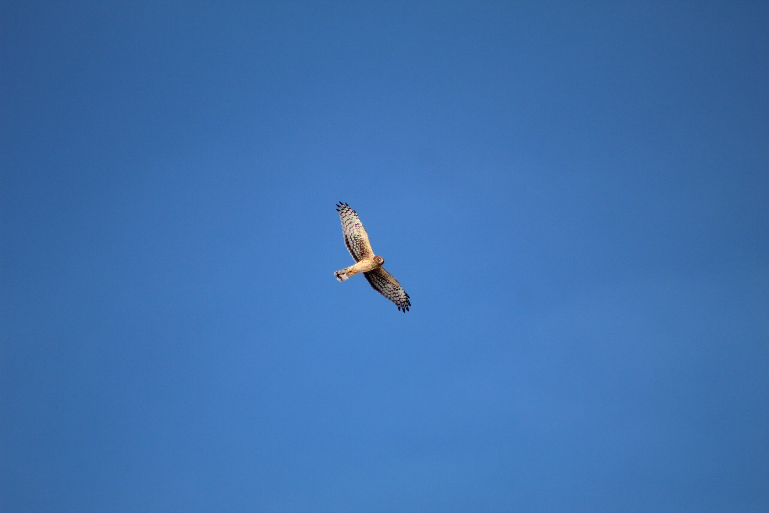 Northern Harrier gliding low over a marsh, showing white rump patch and owl-like facial disk