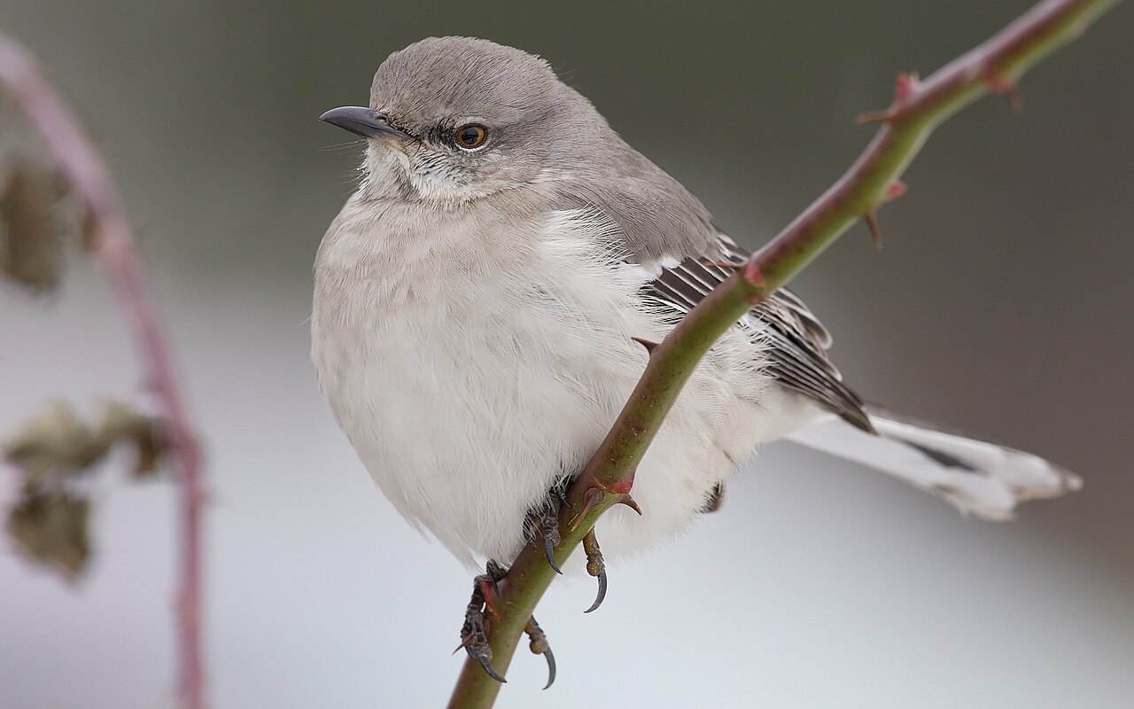 Northern Mockingbird perched in profile