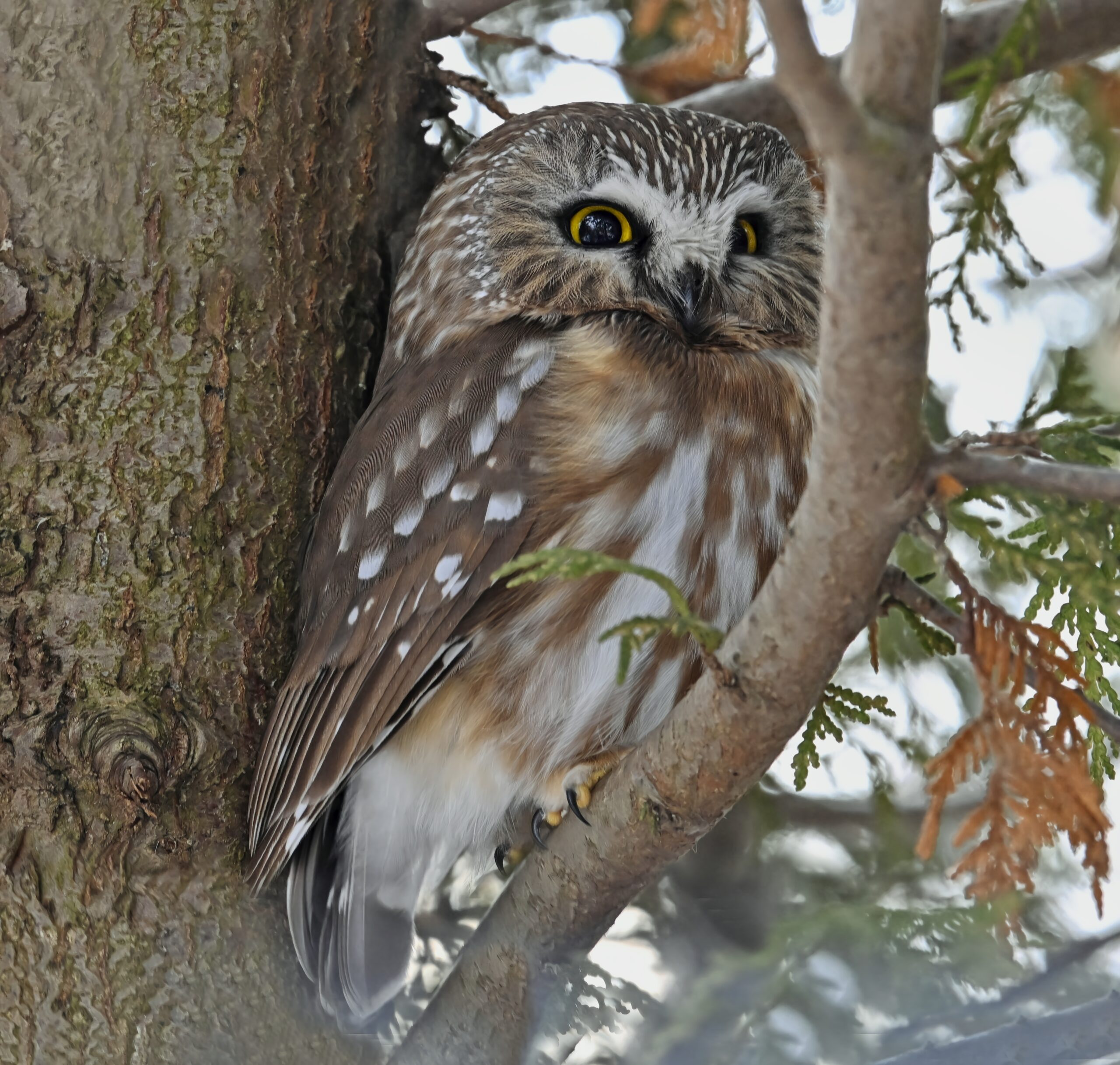 Northern Saw-whet Owl perched, showing small size and large yellow eyes