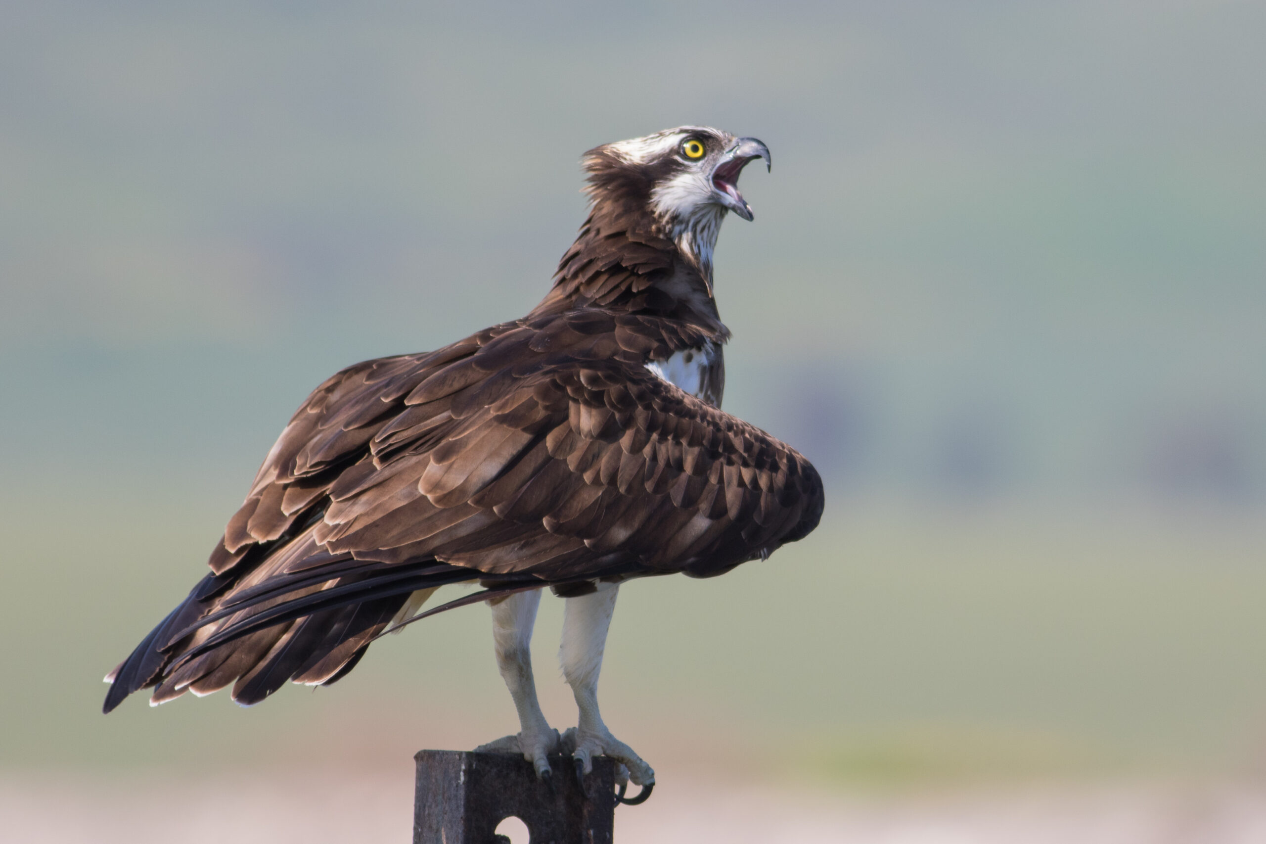Osprey perched, showing white underparts and dark eye stripe