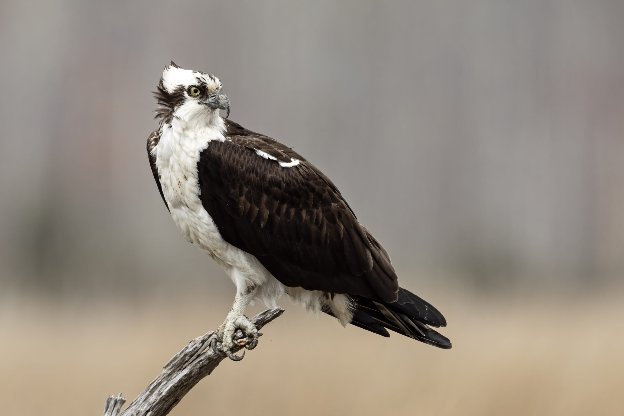 Osprey perched on a dead snag, showing dark eye-stripe and white underparts