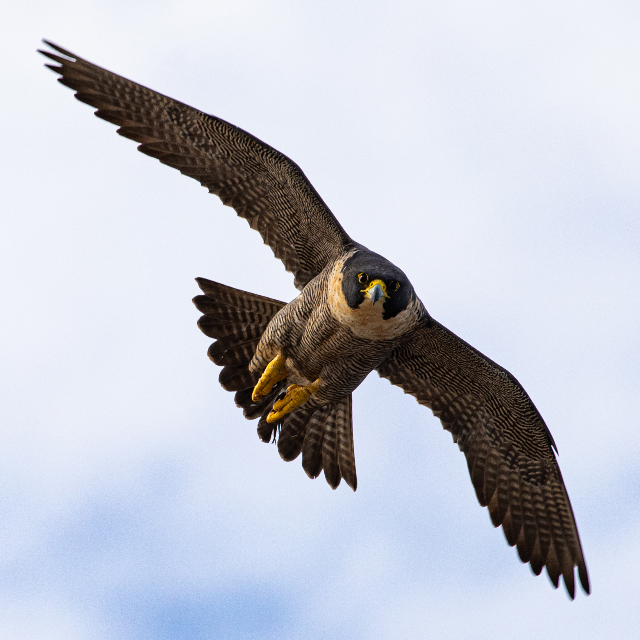 Peregrine Falcon in flight, showing pointed wings and dark helmet markings