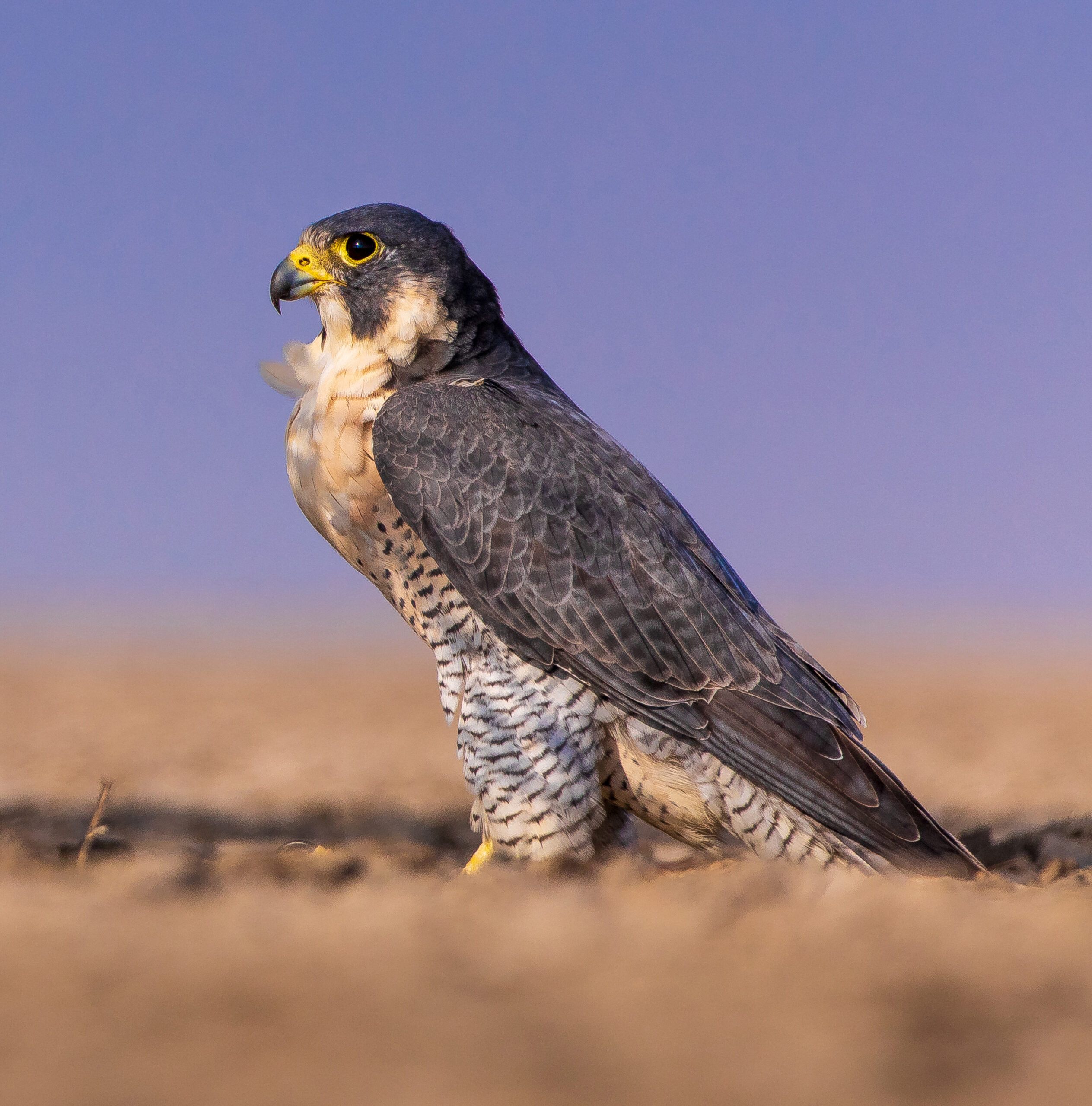 Peregrine Falcon perched, showing dark hood, yellow eye-ring, and barred underparts