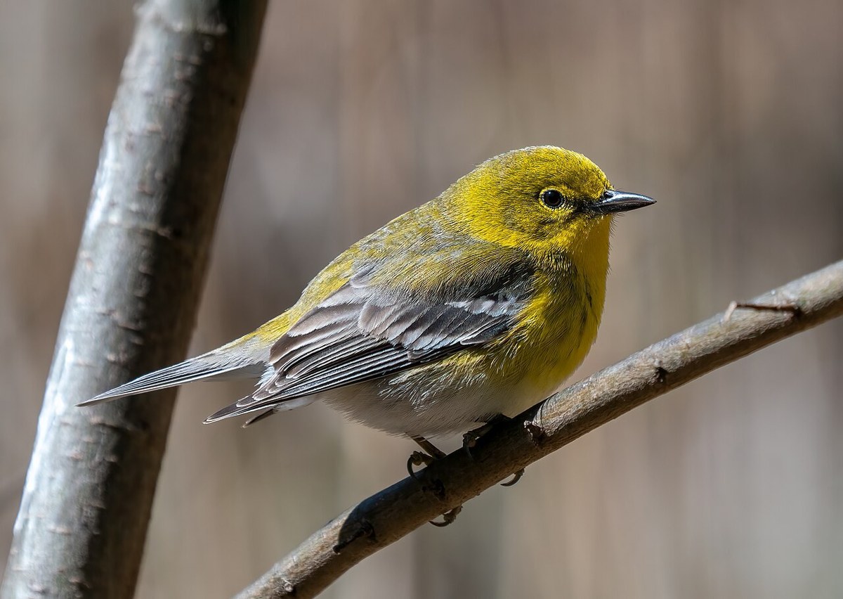 Pine Warbler with yellow throat and breast, olive upperparts and white wingbars perched on a branch