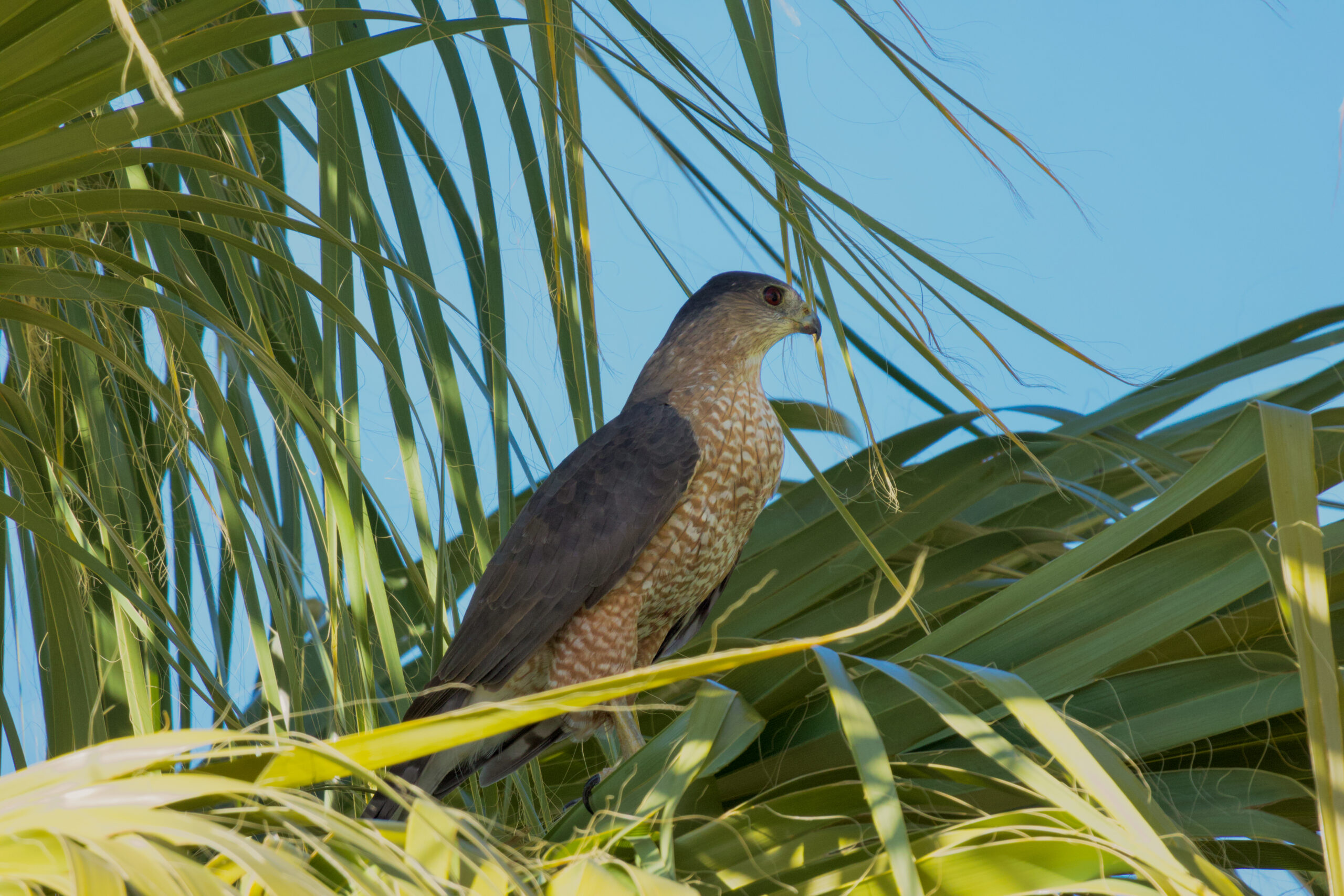 Prairie Falcon perched, showing dark brown underwing patches (axillaries) and pale sandy-brown back