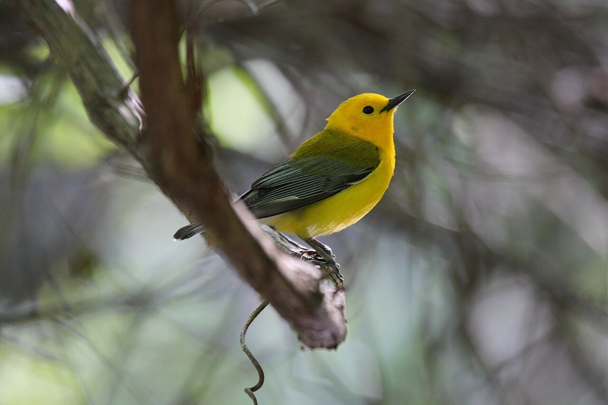 Male Prothonotary Warbler with golden-yellow head and breast and blue-gray wings perched on a branch