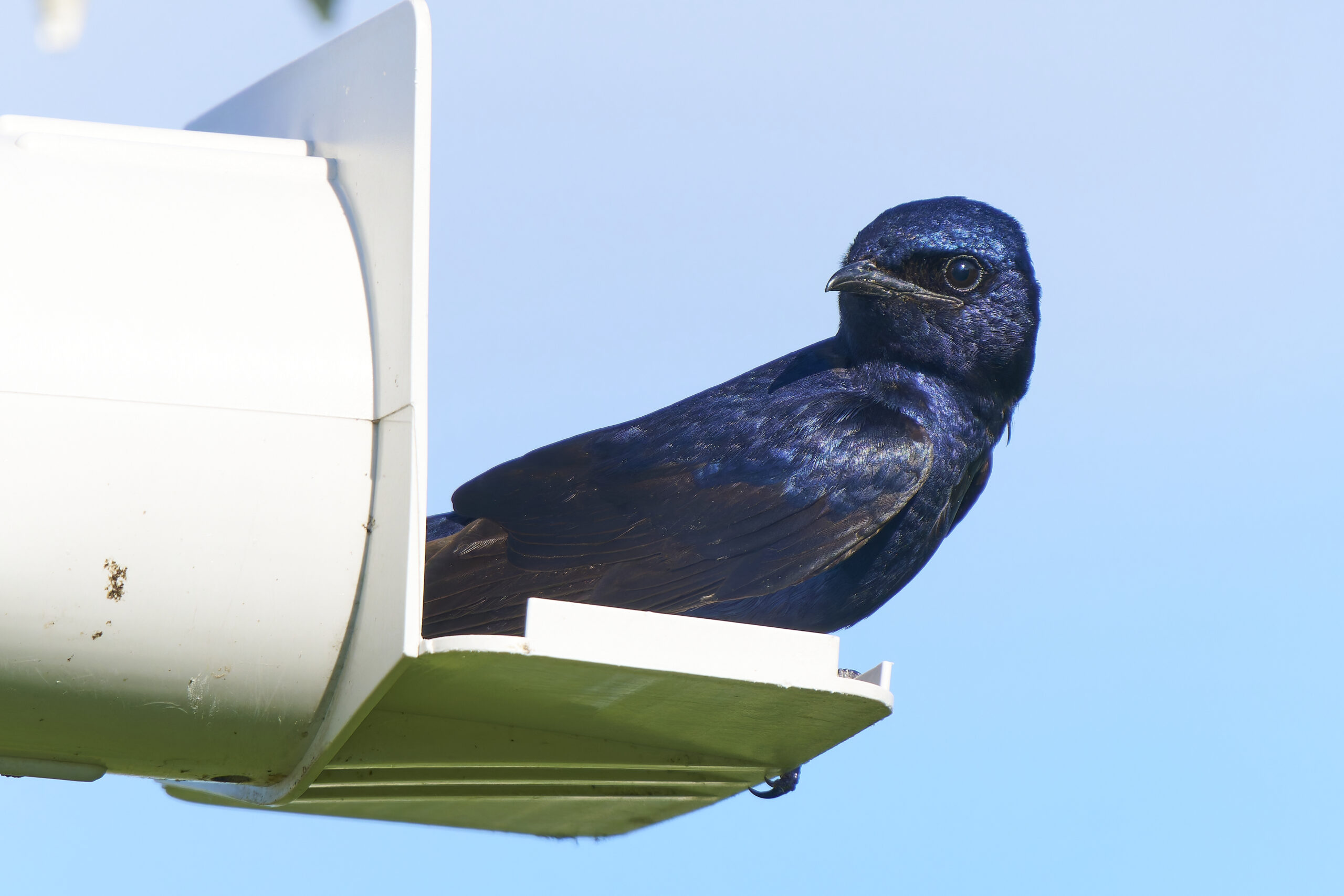 Male Purple Martin with dark purplish-blue iridescent plumage and black wings and tail
