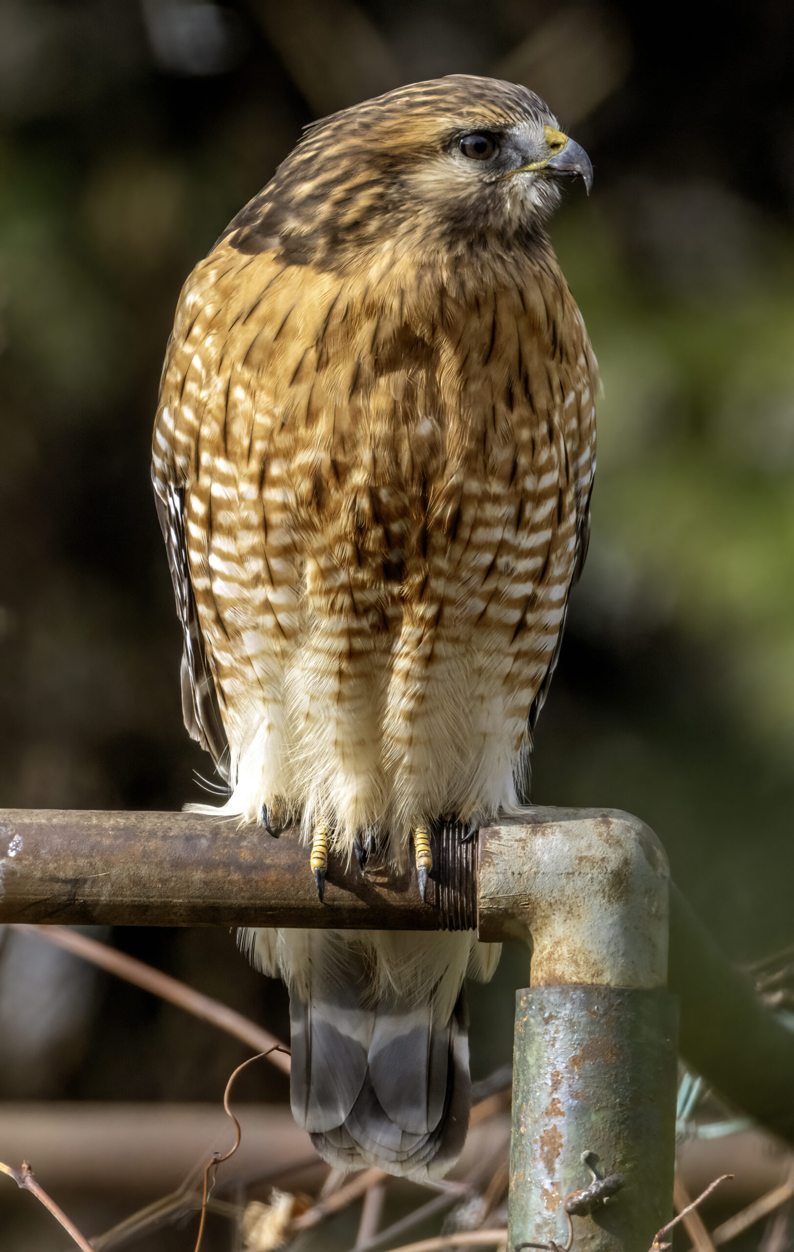 Red-shouldered Hawk perched, showing checkered reddish barring on chest and translucent crescent near wingtip