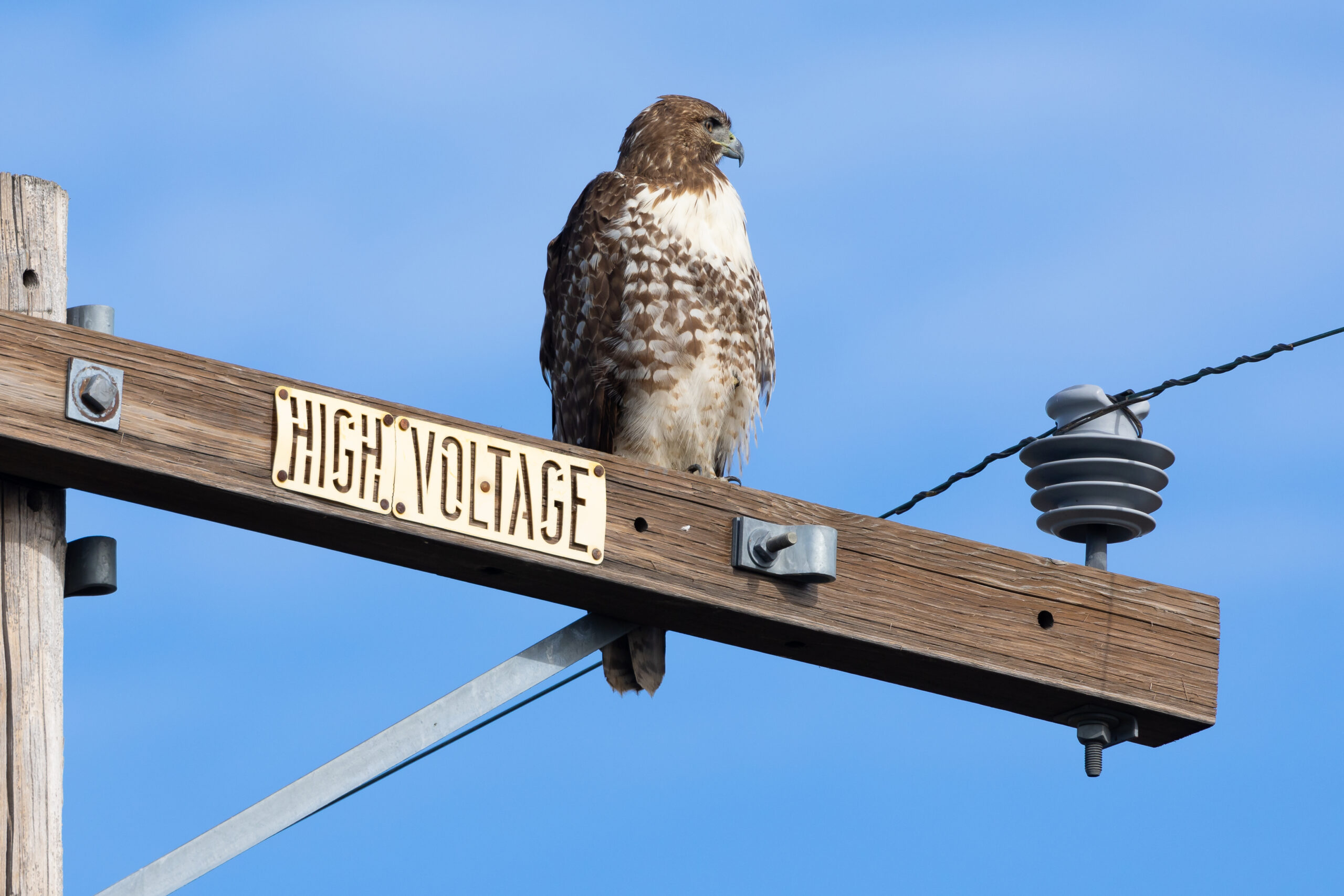 Red-tailed Hawk perched, showing rusty red tail and broad wings