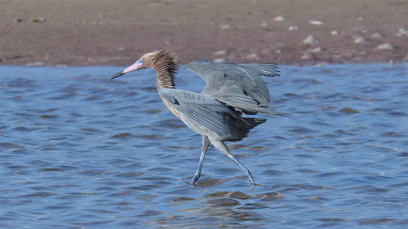 Dark-morph Reddish Egret with shaggy rusty neck and pink bill, wings spread while hunting in shallow water