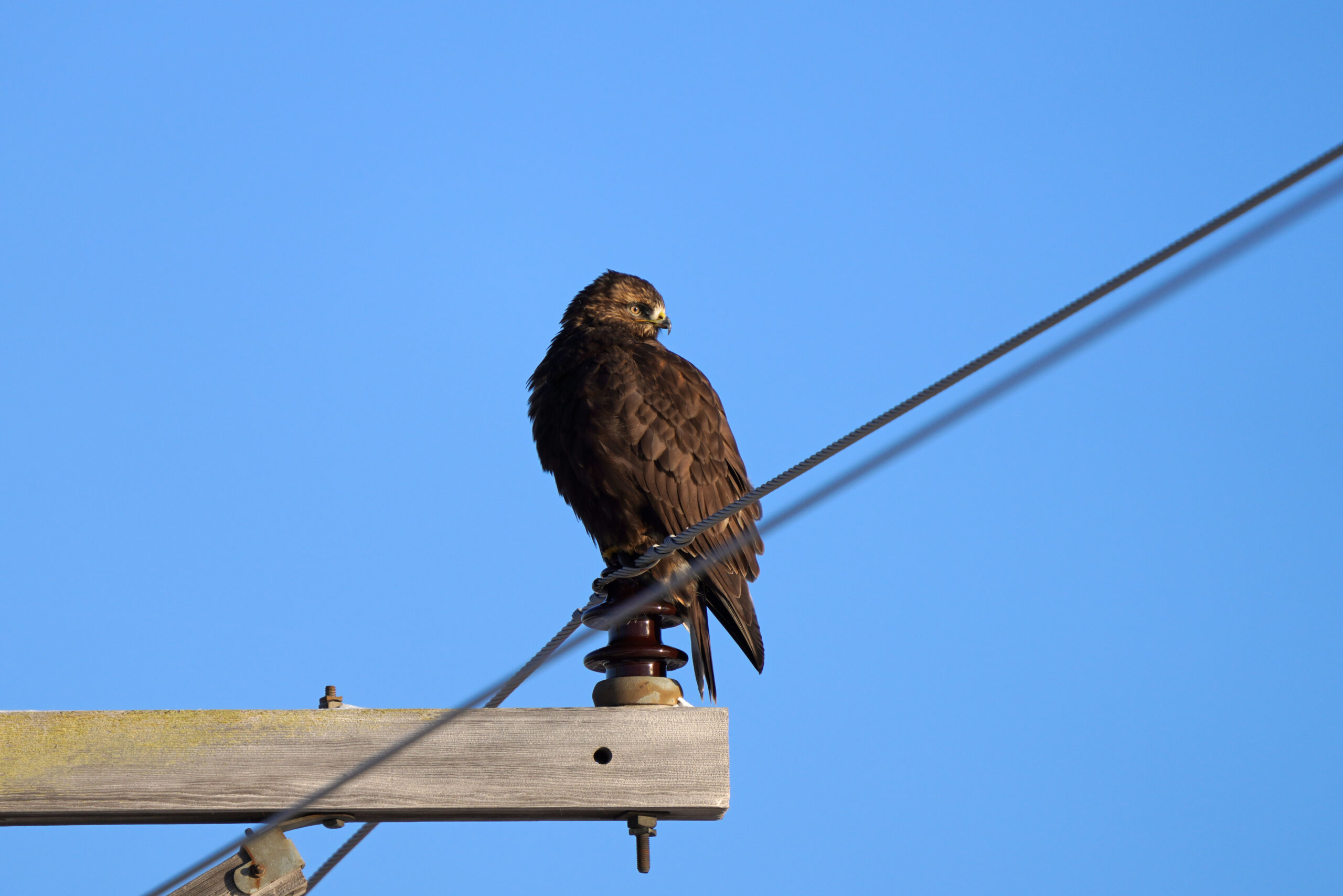 Rough-legged Hawk perched, showing feathered legs down to the toes and dark belly patch