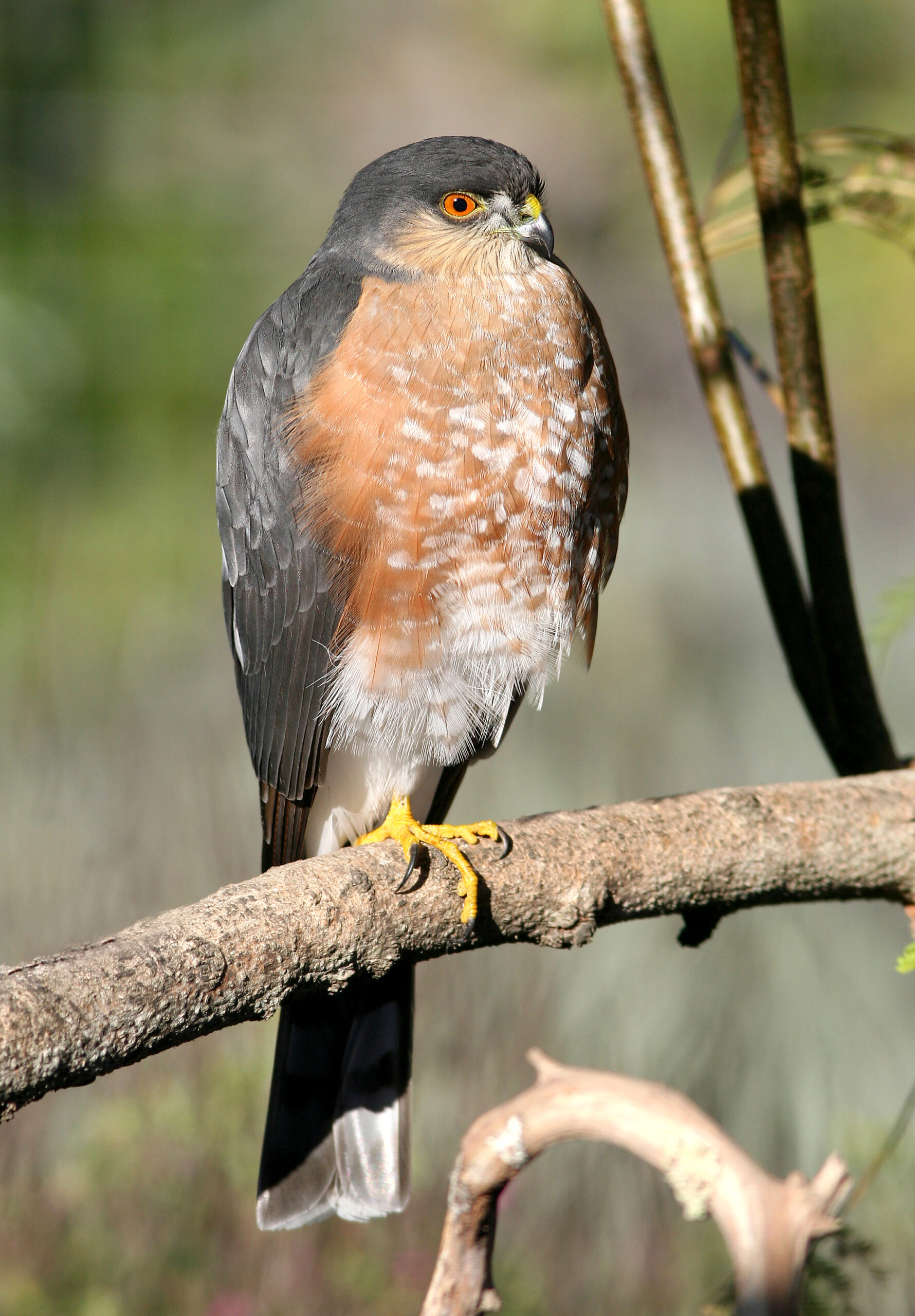 Sharp-shinned Hawk perched, showing small size and long tail