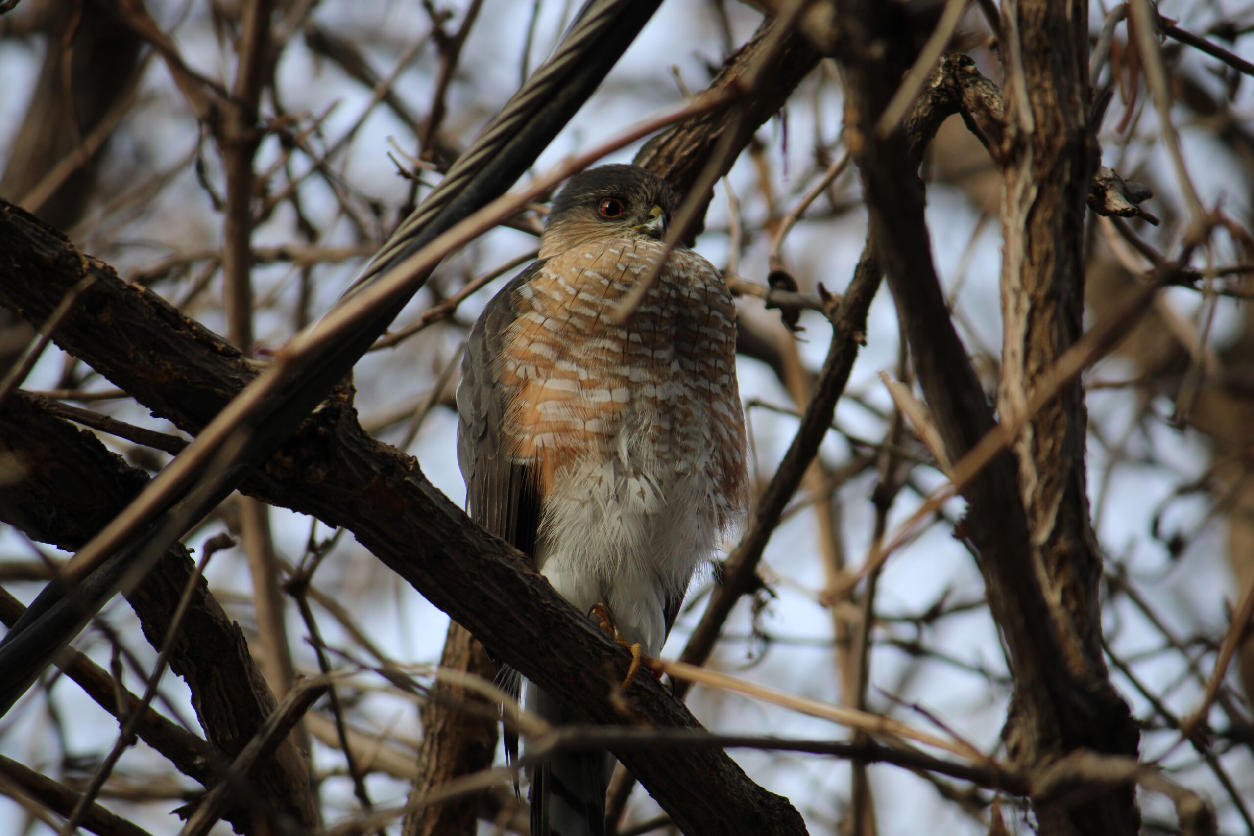 Sharp-shinned Hawk perched, showing small rounded head and square-tipped tail