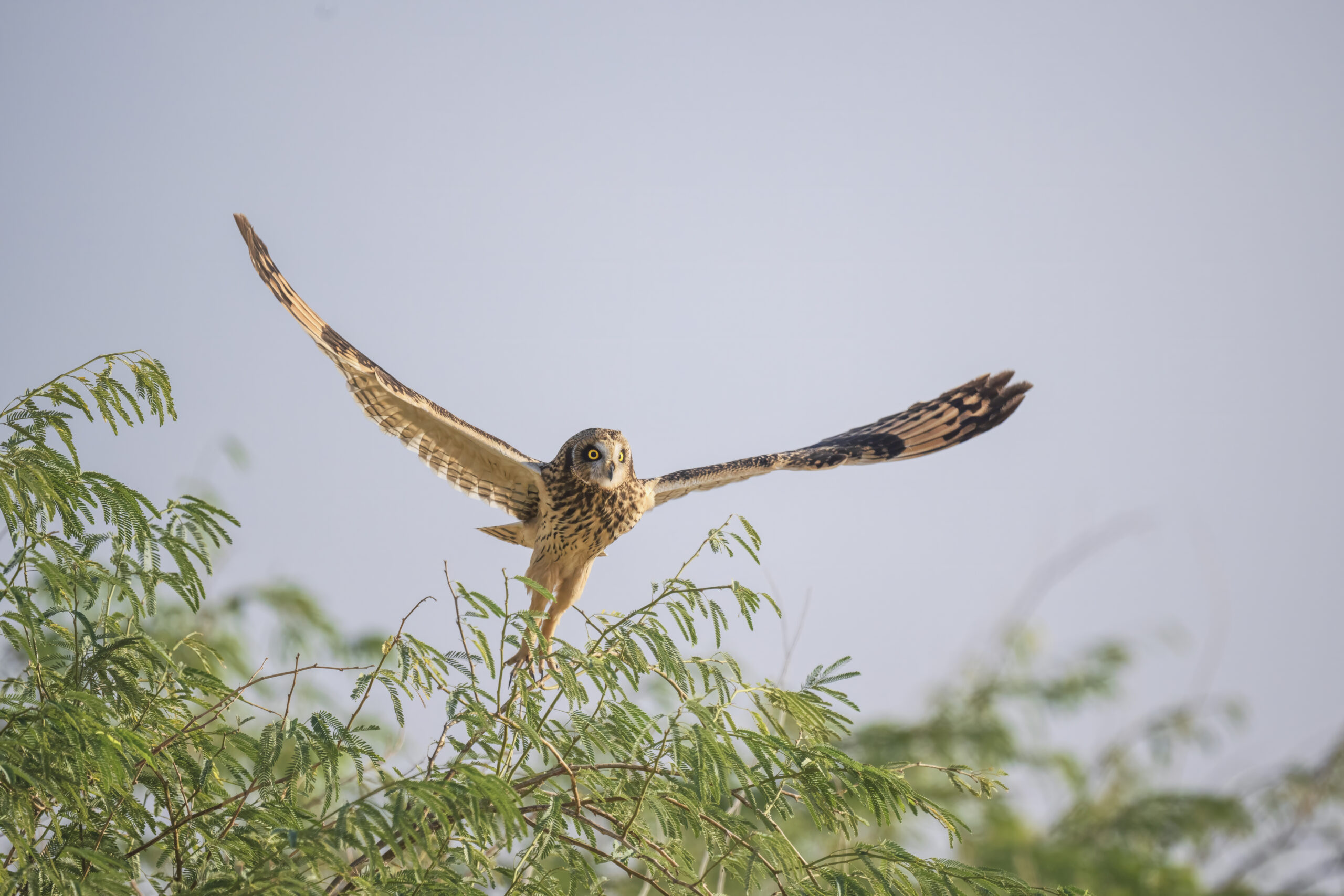Short-eared Owl perched on the ground in open grassland