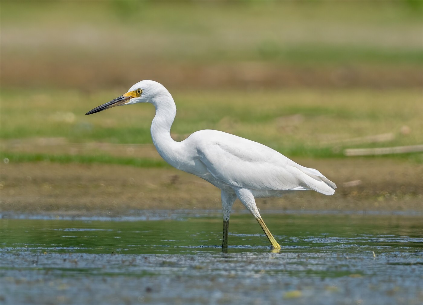 Snowy Egret wading in a shallow pool, showing black bill, yellow lores and yellow feet