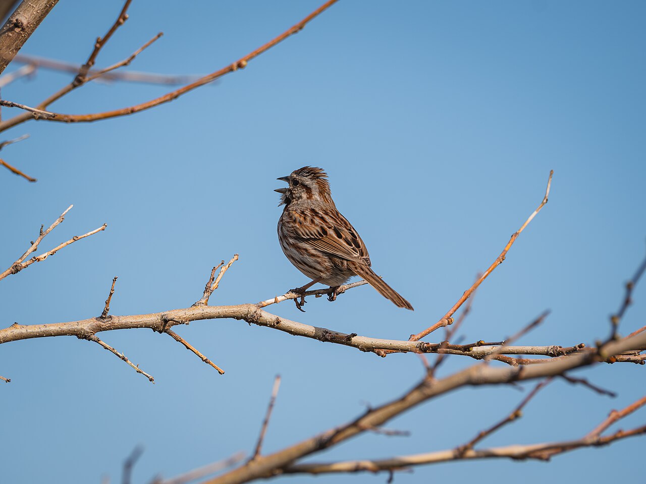 Song Sparrow with streaked breast singing from a bare branch against a blue sky