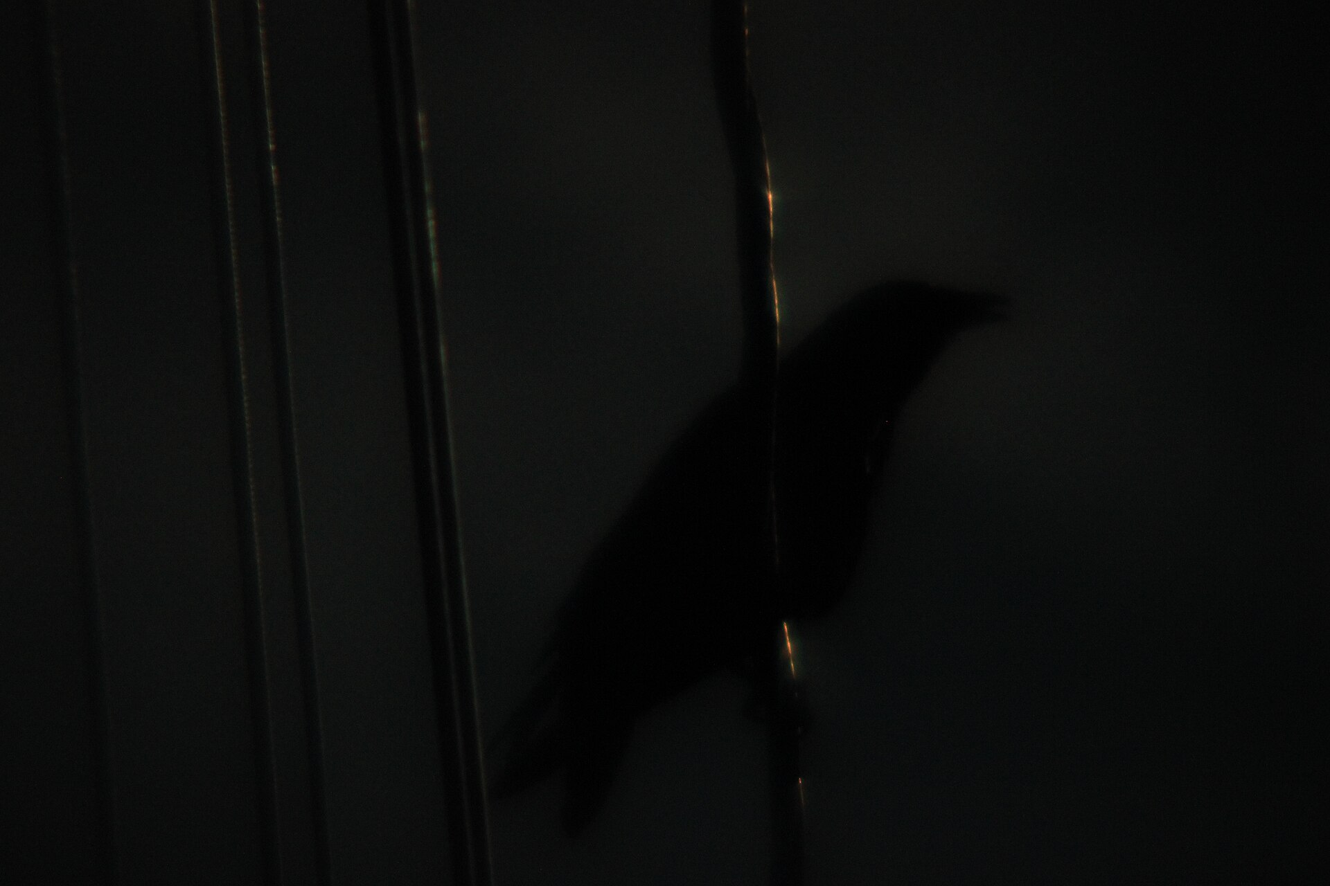 American Crow