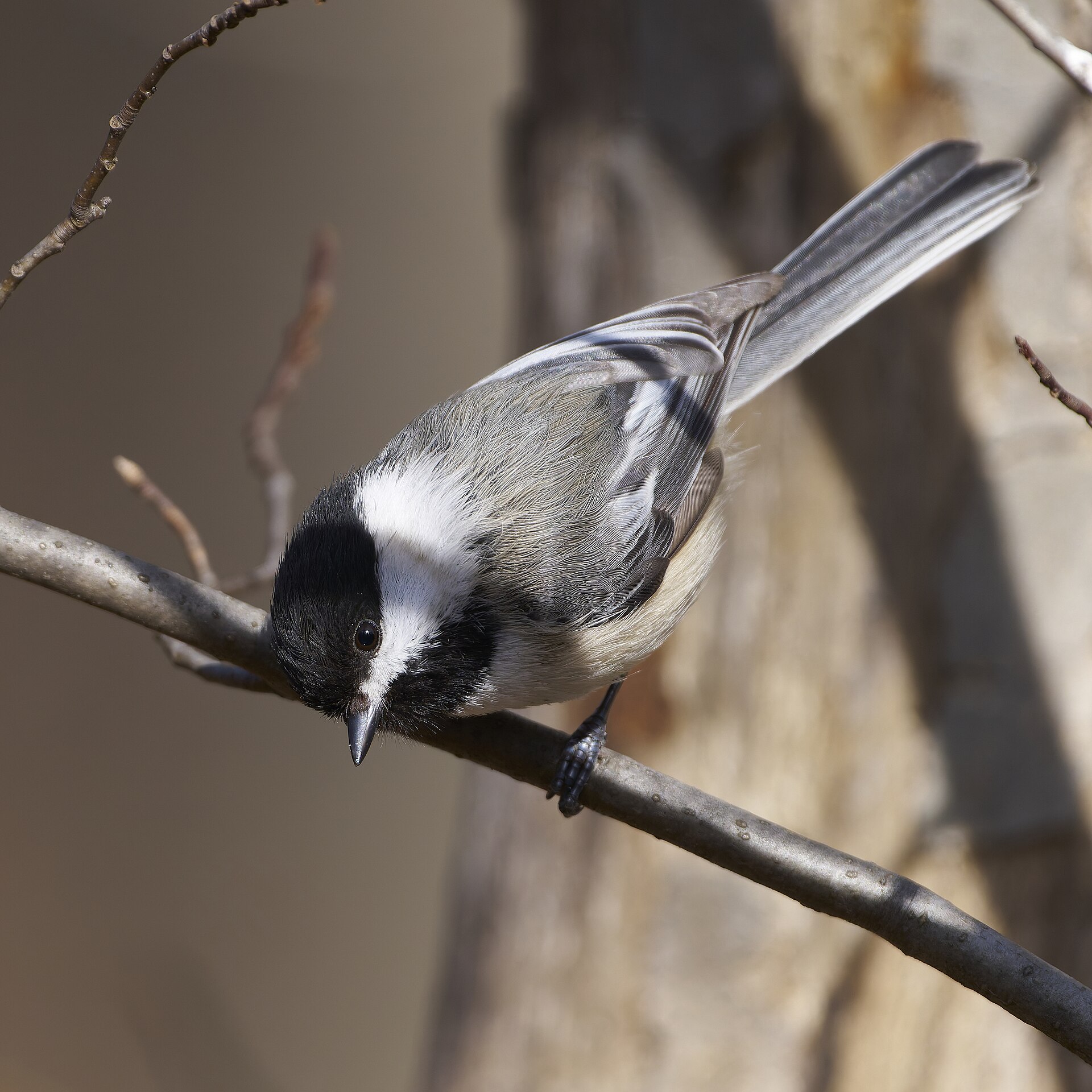 Black-capped Chickadee