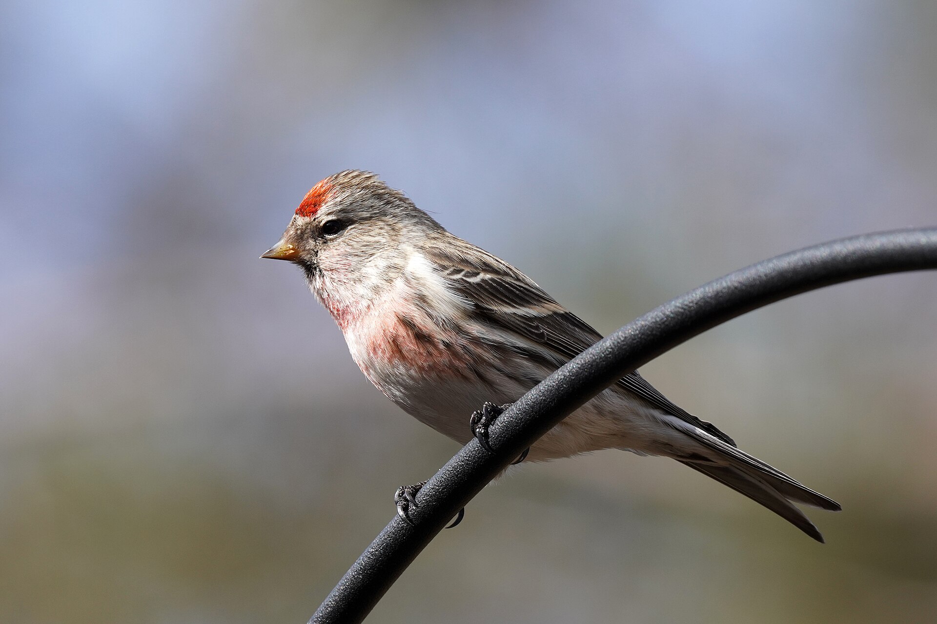 Common Redpoll