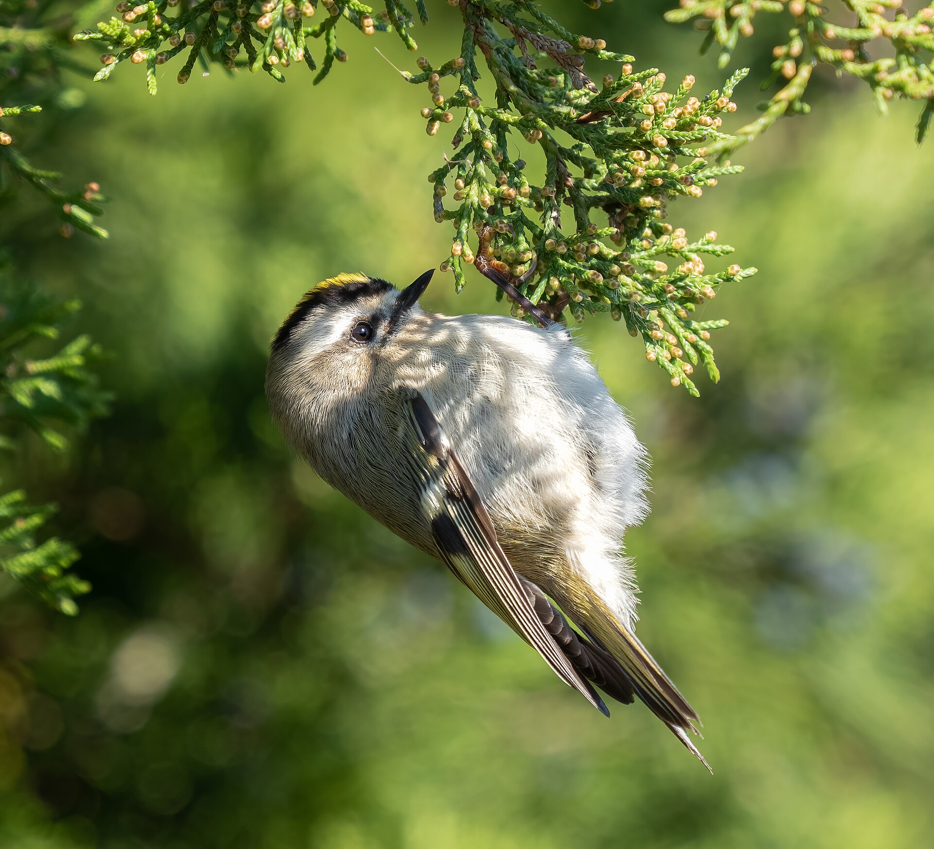 Golden-crowned Kinglet