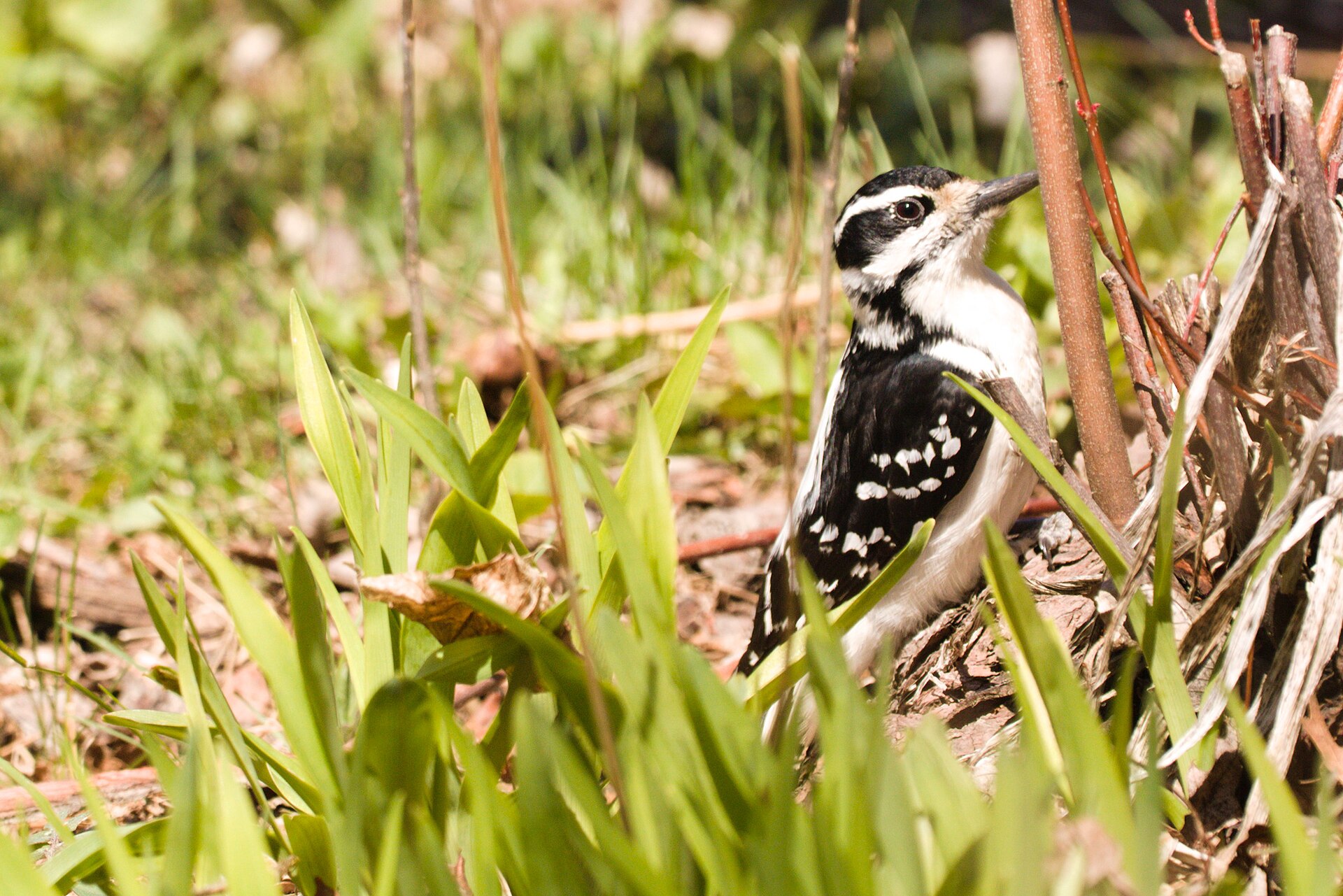Hairy Woodpecker