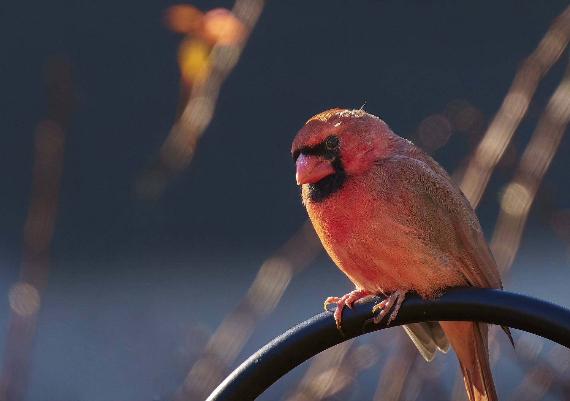 Northern Cardinal