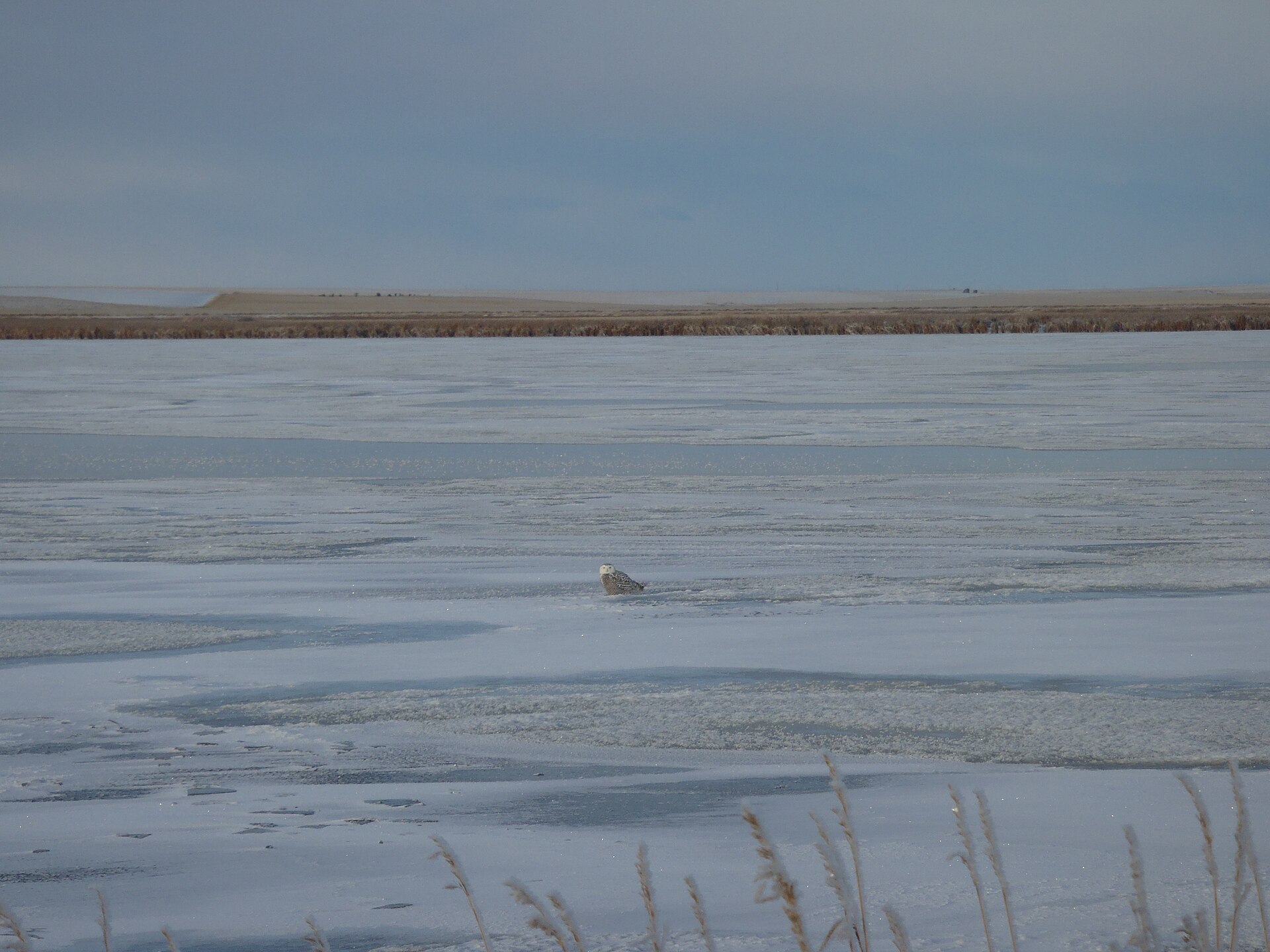 Snowy Owl