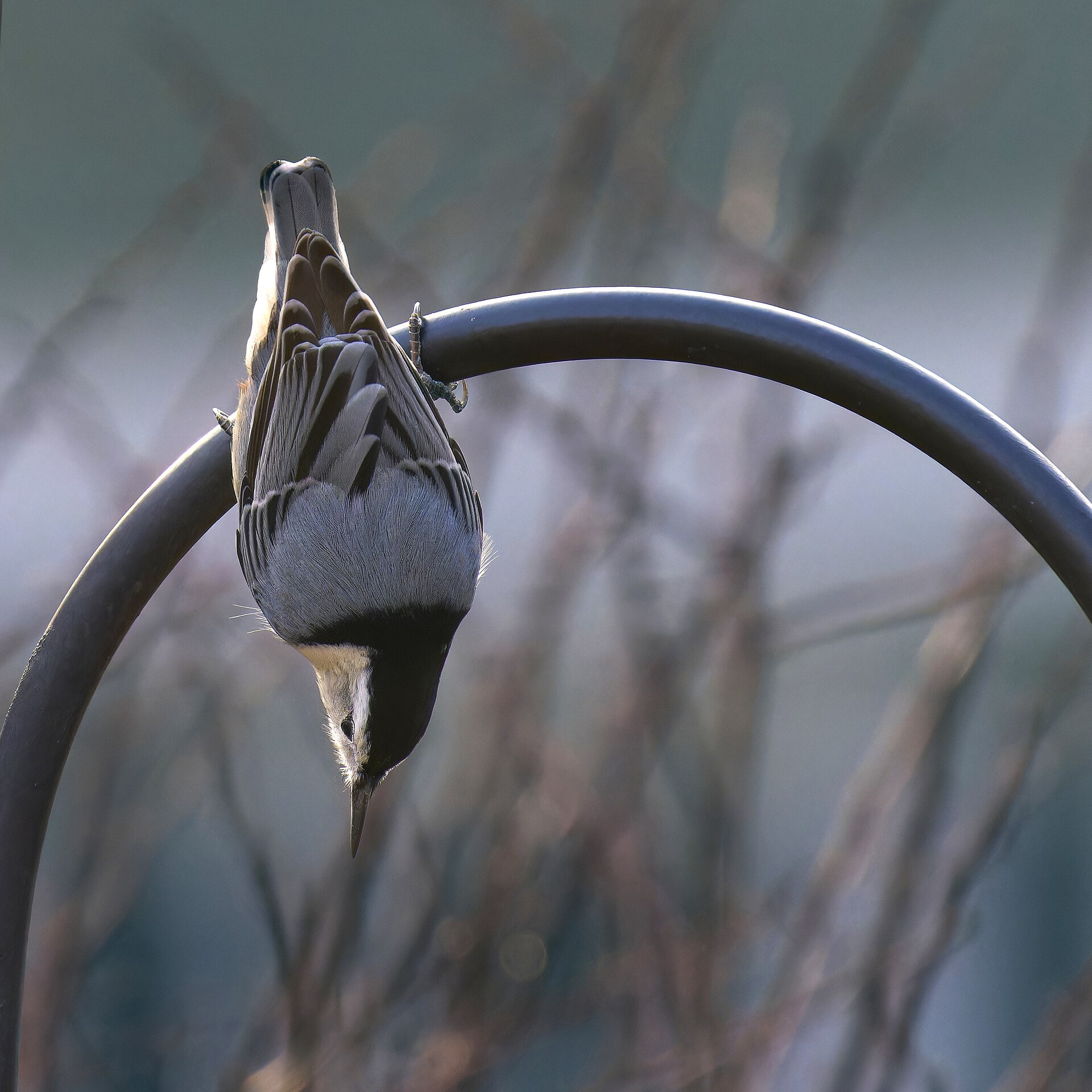 White-breasted Nuthatch