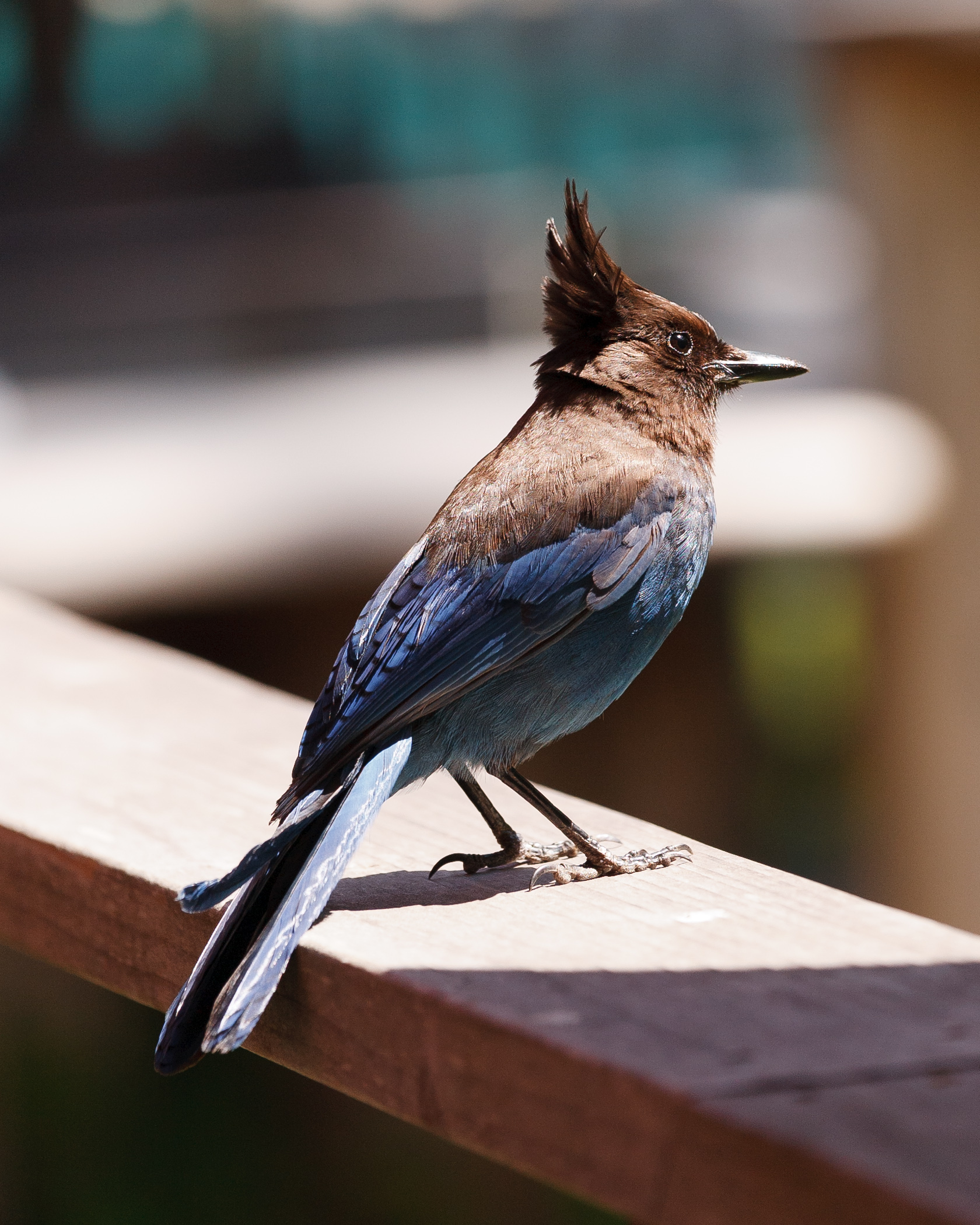 Steller's Jay with a dark blackish head and crest contrasting with a dark admiral-blue body