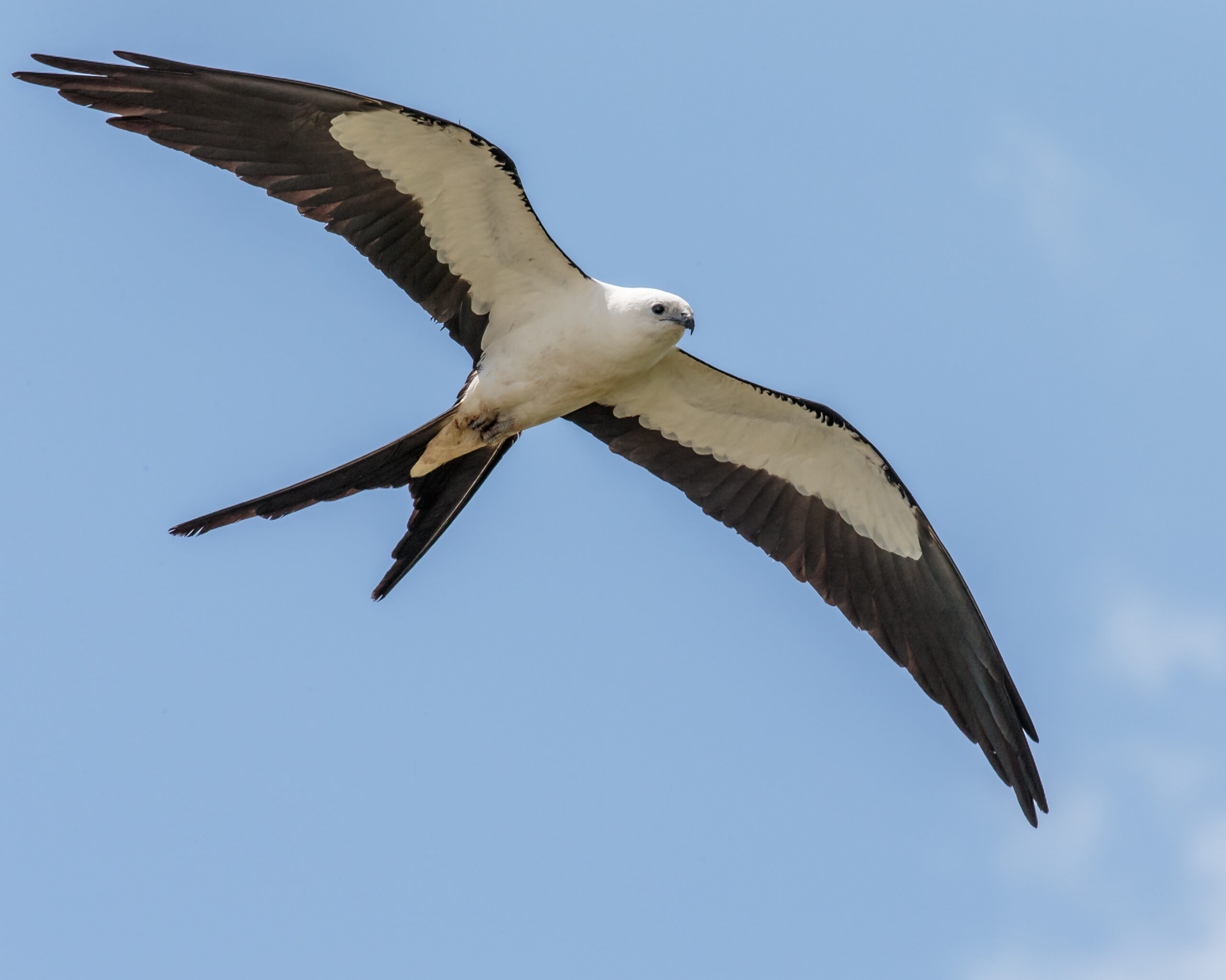 Swallow-tailed Kite in flight, showing deeply forked black-and-white tail