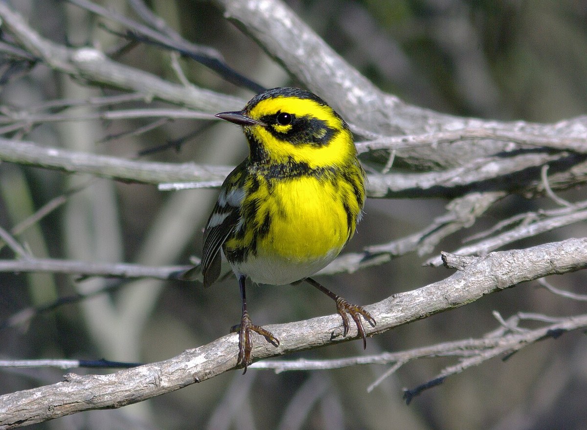 Male Townsend's Warbler with black-and-yellow face pattern, black throat and yellow breast with dark streaks