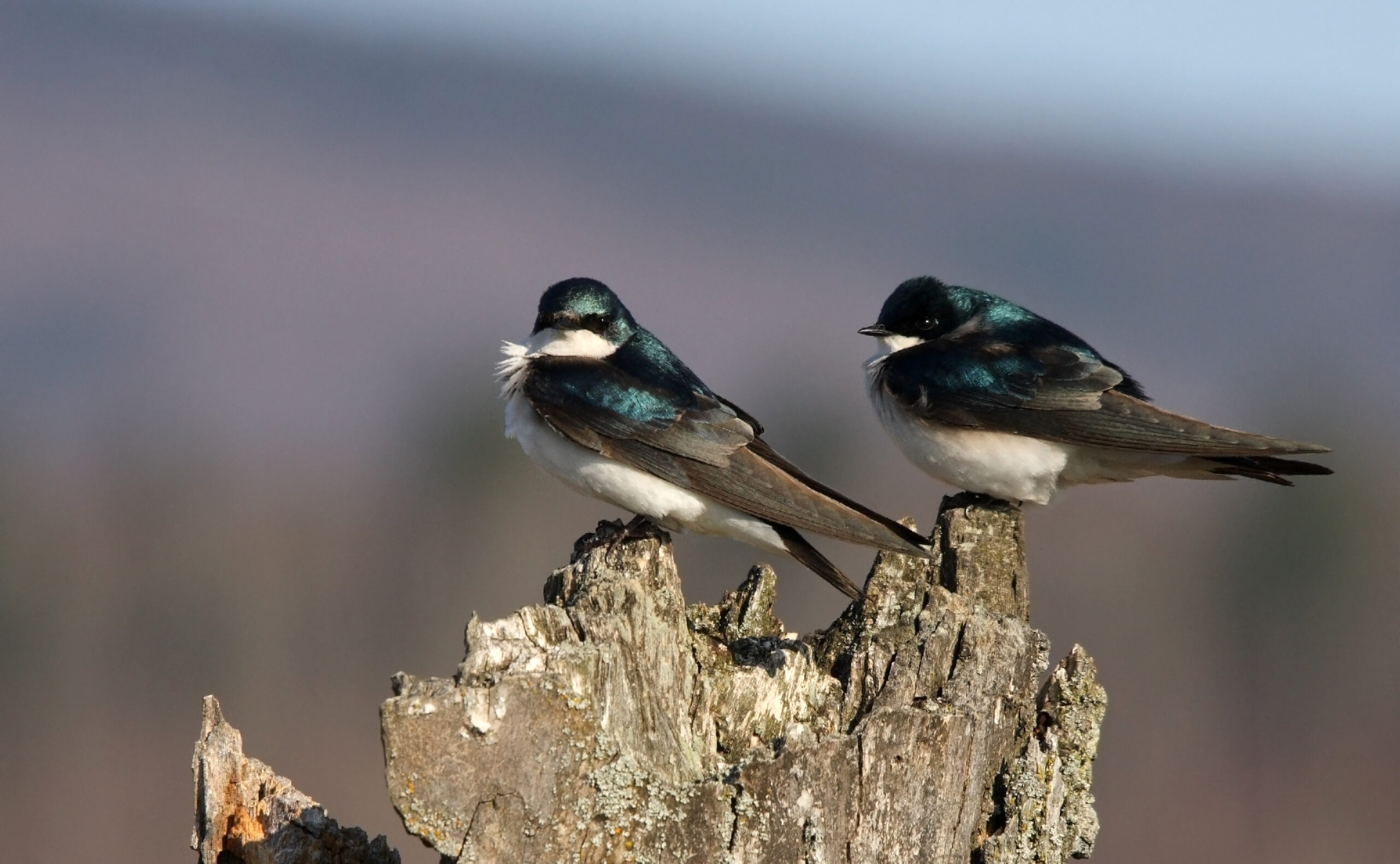 Tree Swallow with iridescent greenish-blue upperparts and clean white underparts
