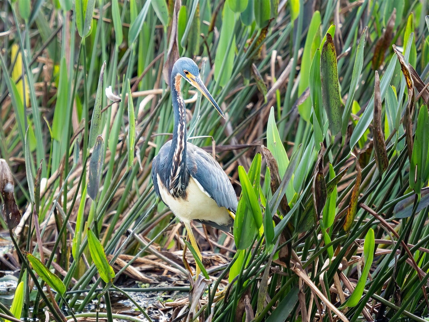 Tricolored Heron in marsh vegetation showing blue-gray back, white belly and white stripe down the front of the neck