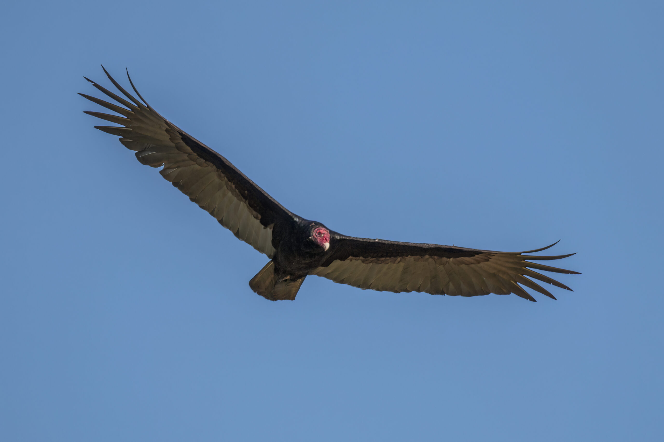 Turkey Vulture in flight, showing upright V-shaped wing posture