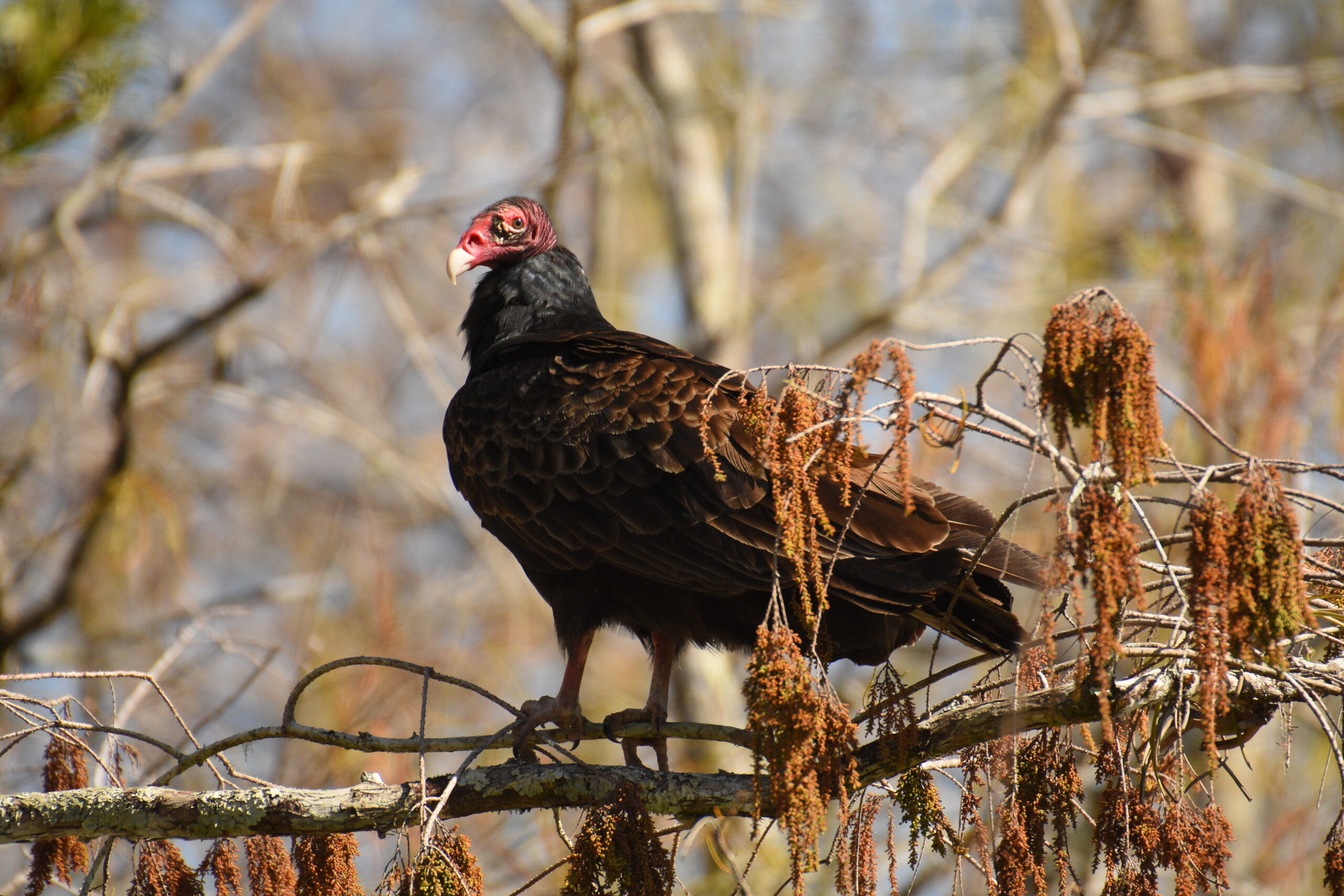 Turkey Vulture perched with wings spread, showing bare red head and two-toned underwing