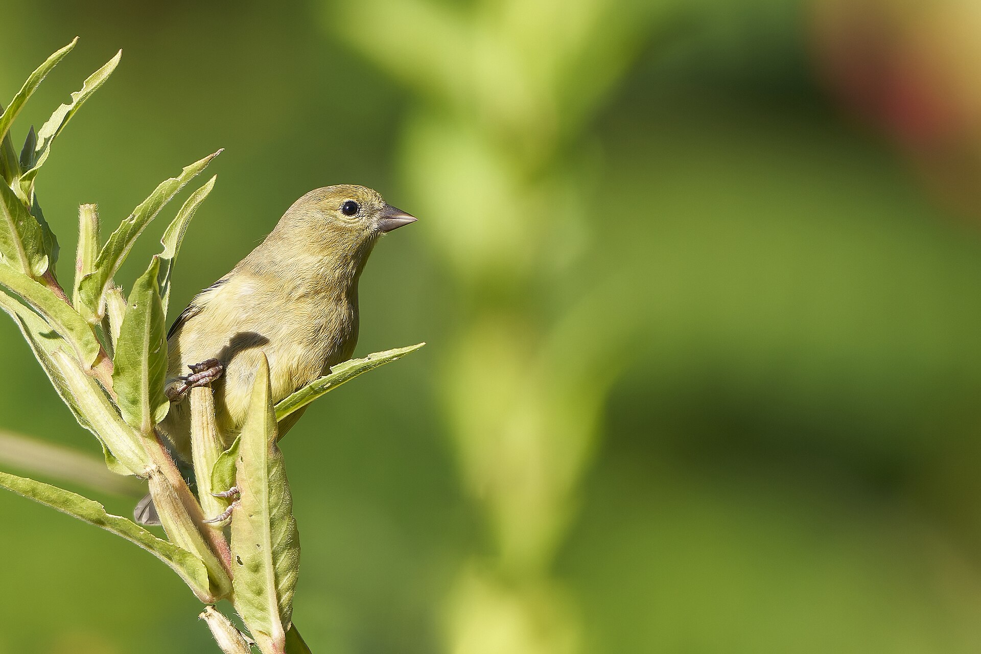 American Goldfinch
