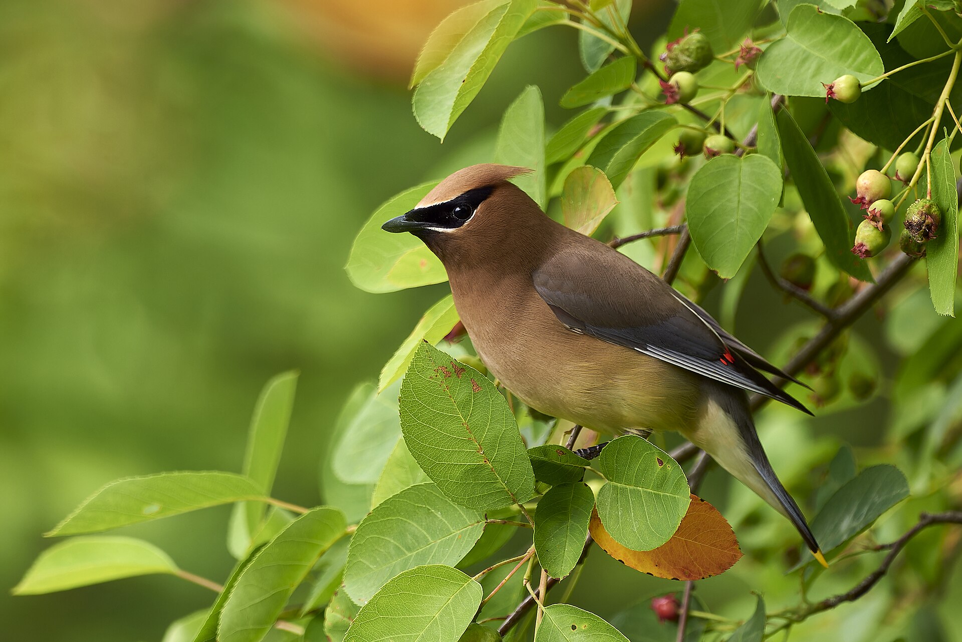 Cedar Waxwing
