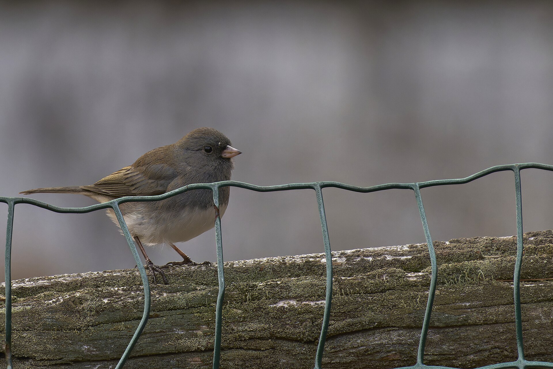 Dark-eyed Junco