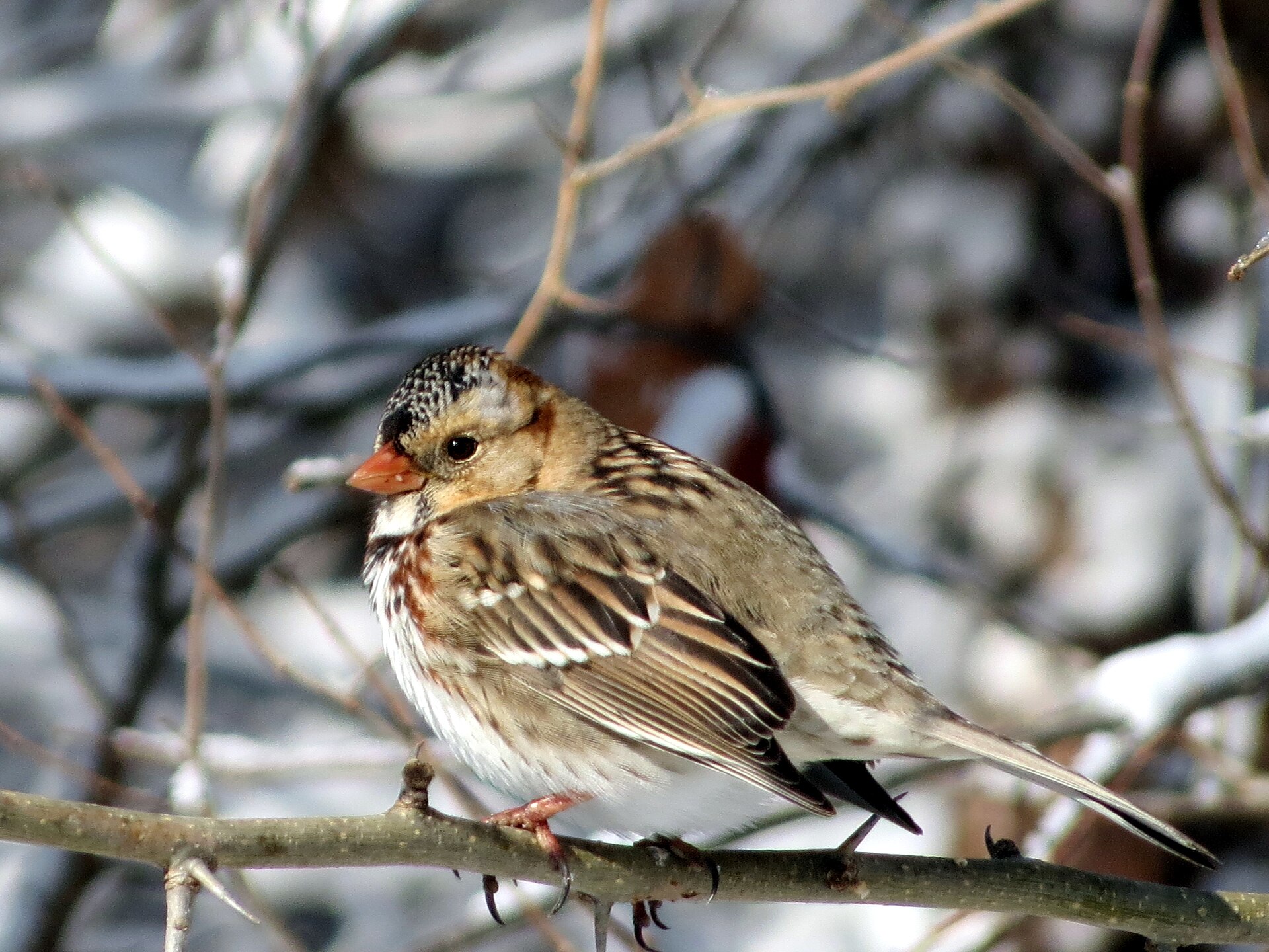 Harris's Sparrow