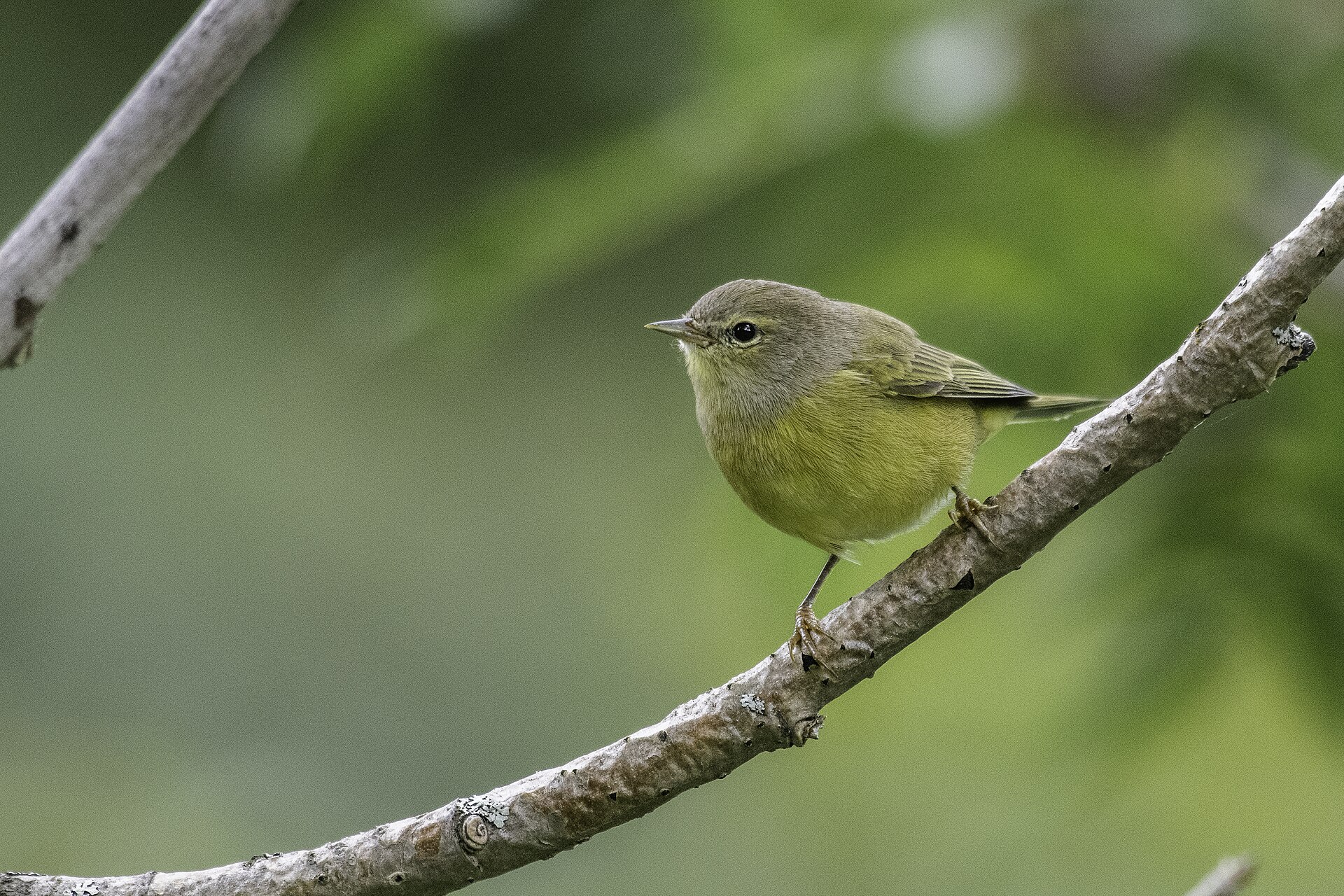 Orange-crowned Warbler