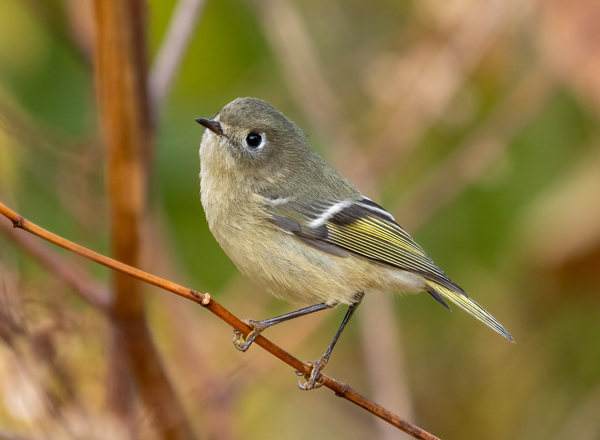 Ruby-crowned Kinglet